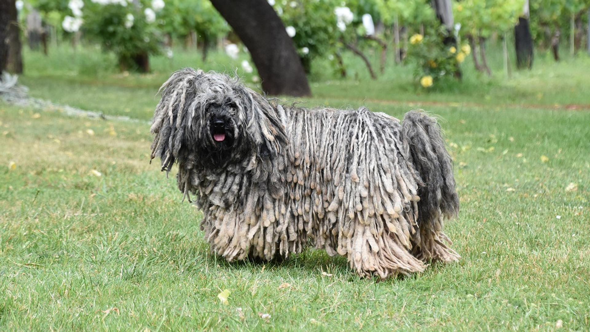 Puli Dog Breed