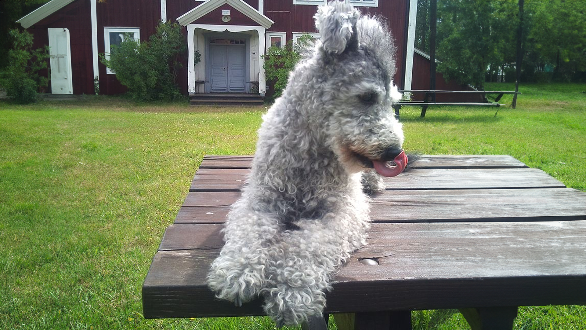 Pumi Dog Breed