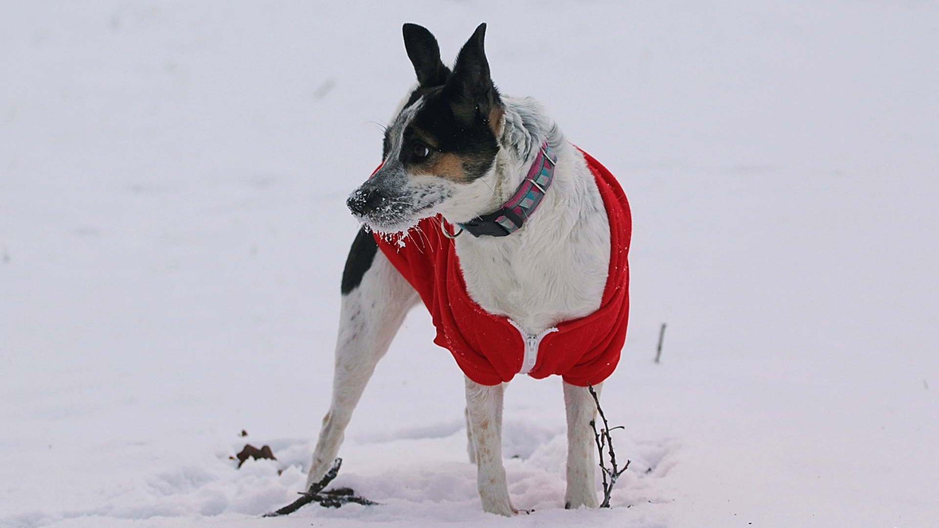 Rat Terrier Dog Breed