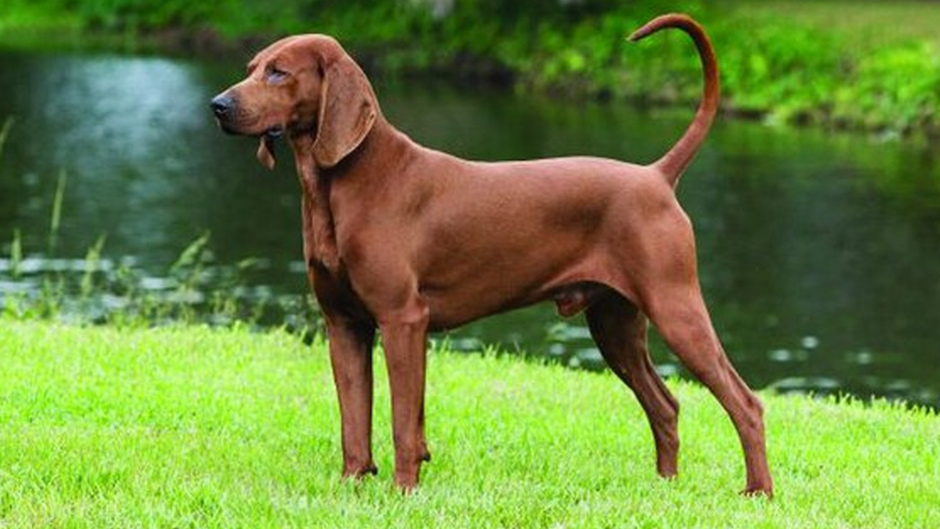 Redbone Coonhound Dog Breed