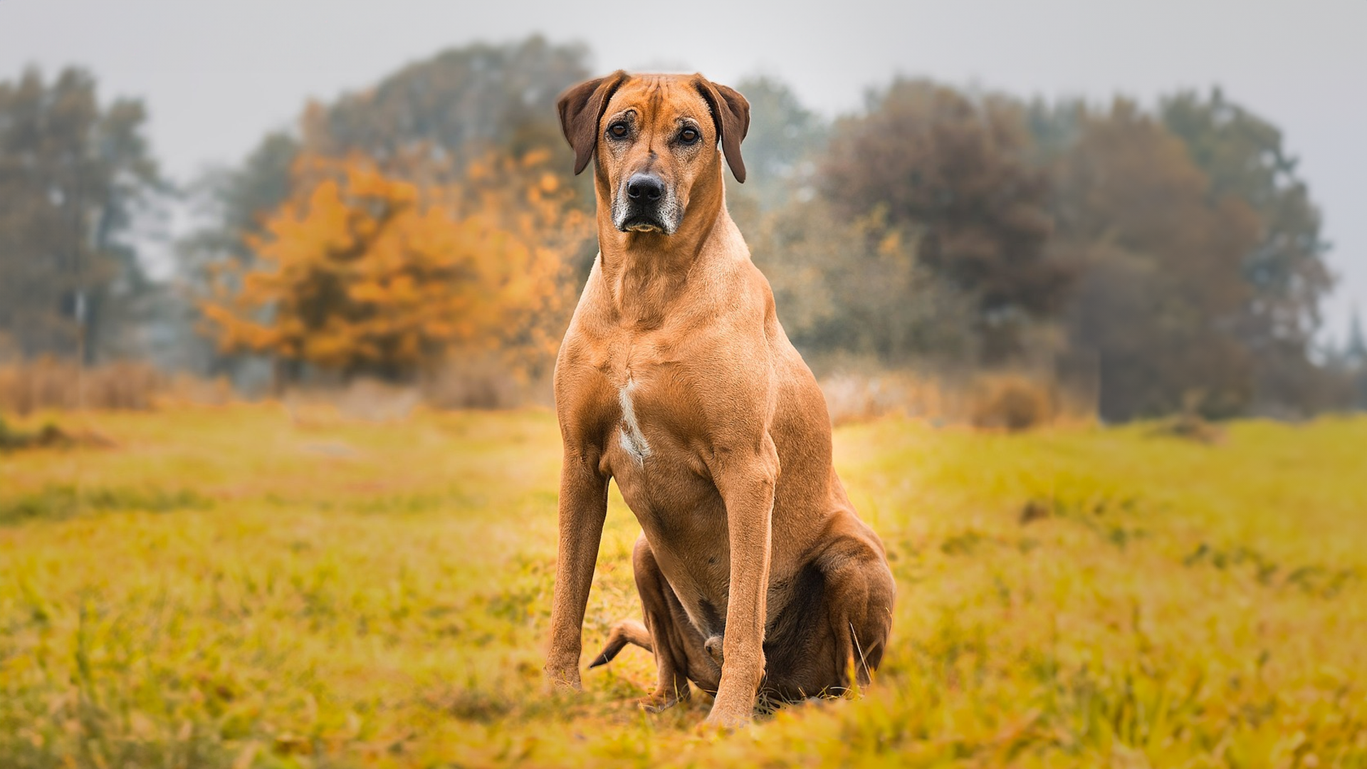 Rhodesian Ridgeback Dog Breed