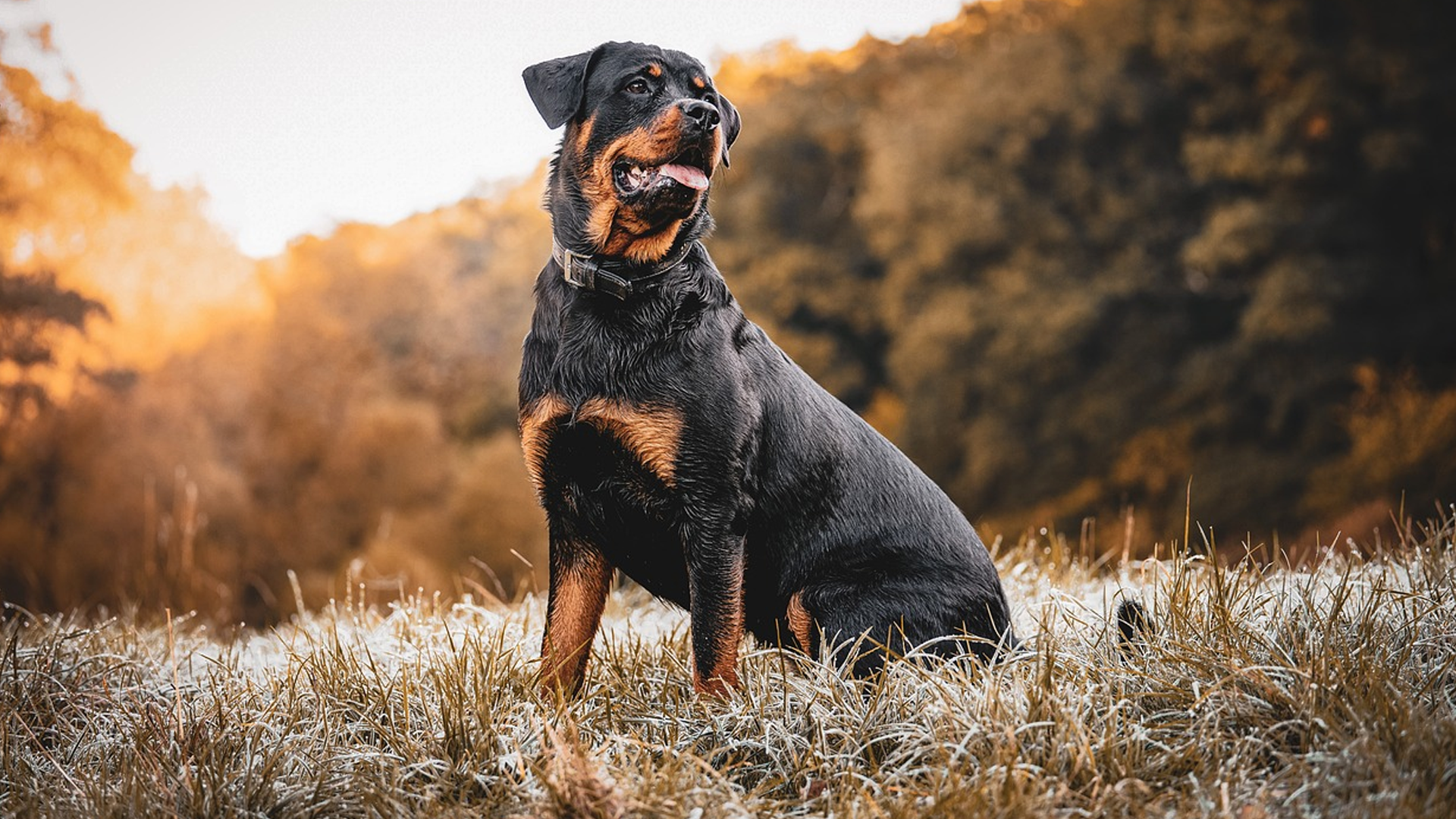 Rottweiler Dog Breed