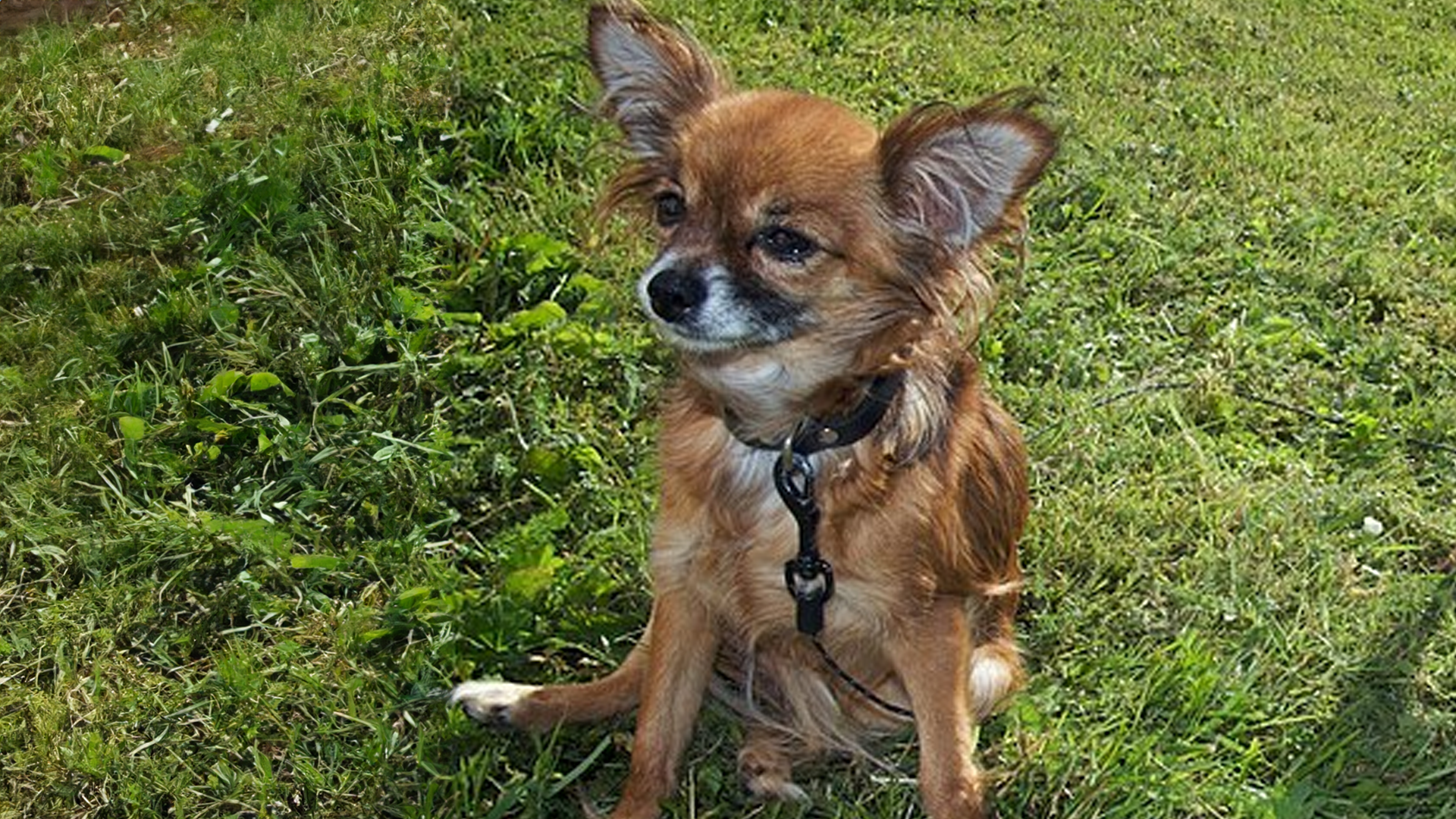 Russian Toy Dog Breed