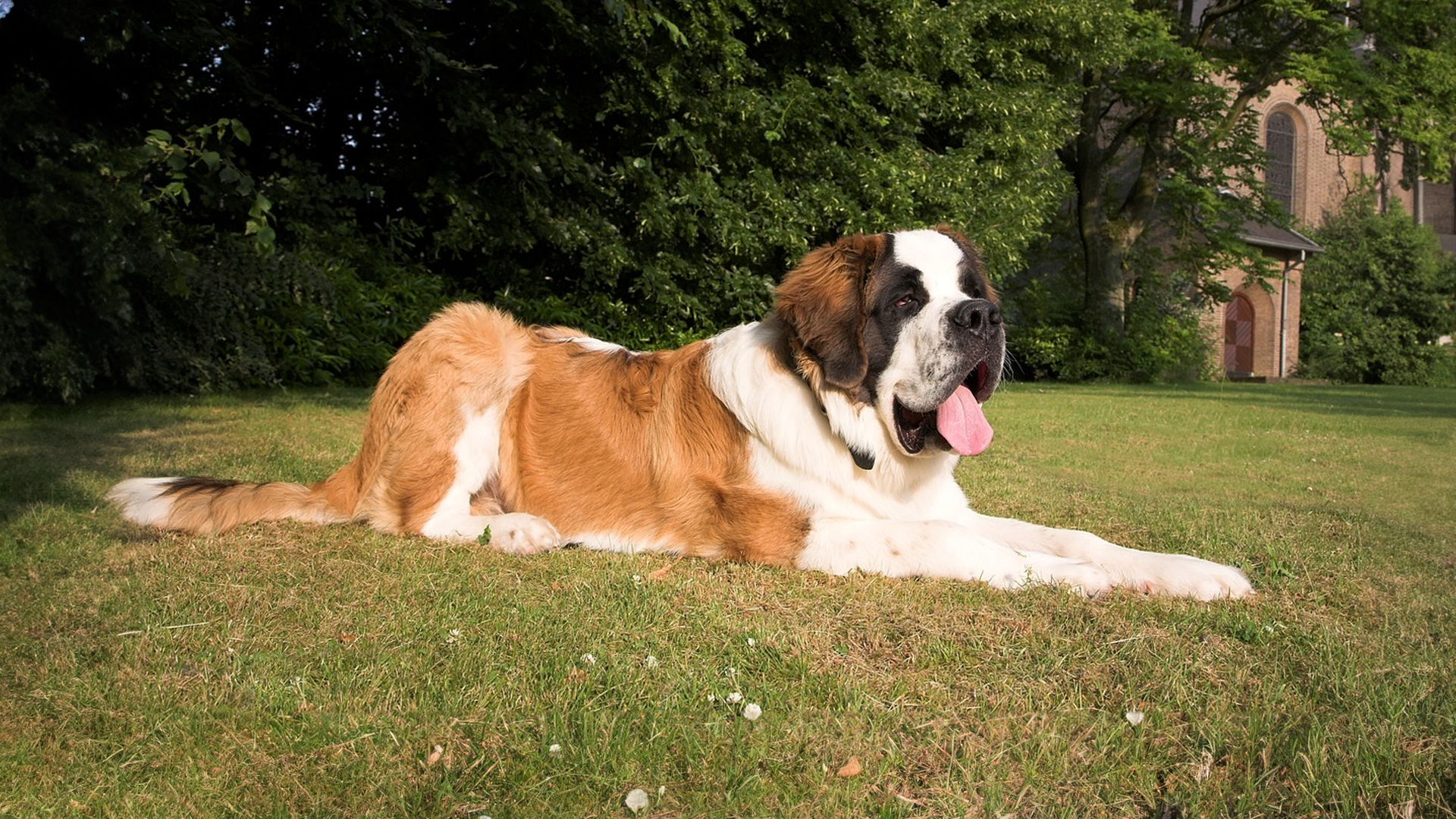 Saint bernard dog breed