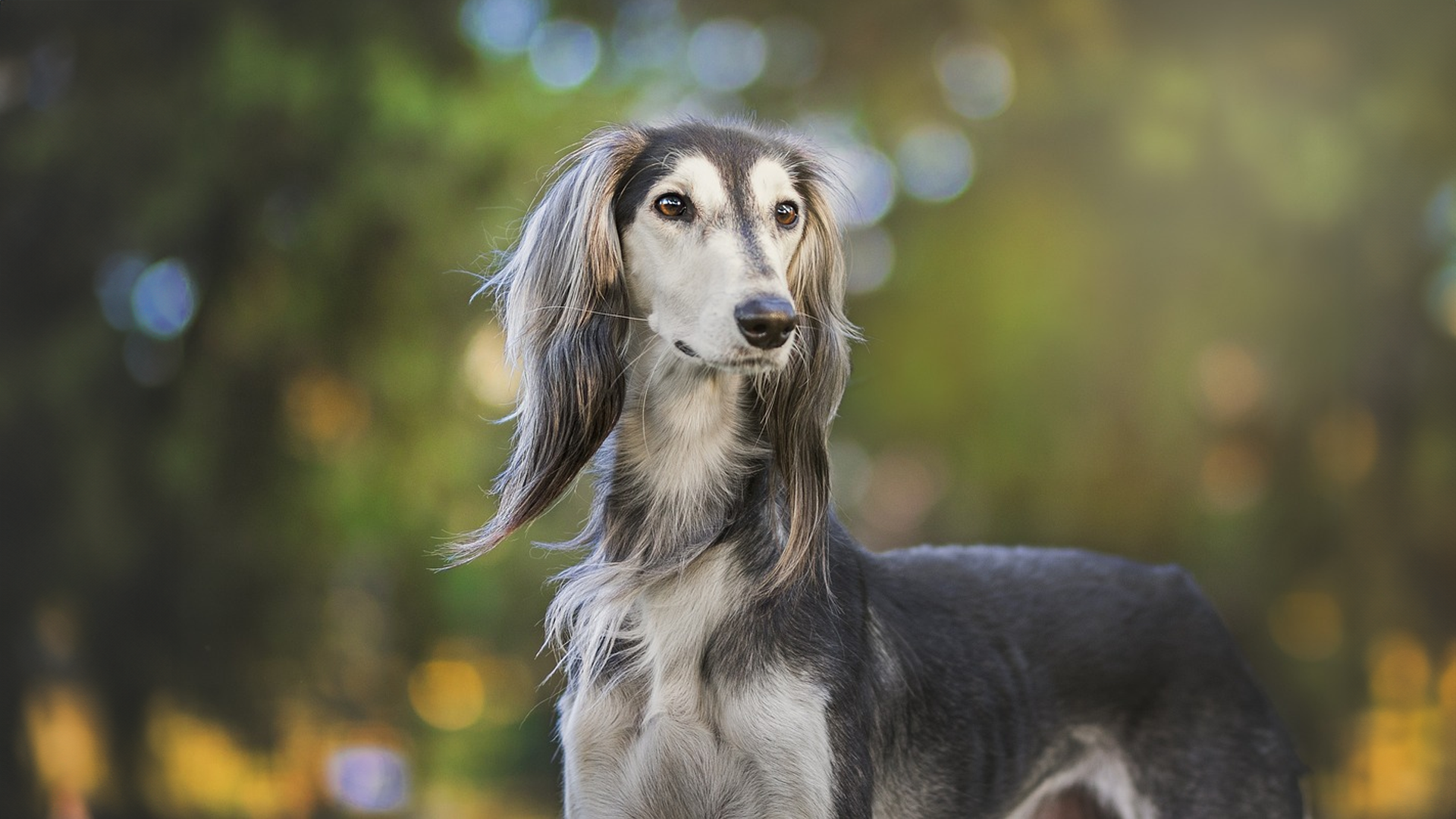 Saluki Dog Breed