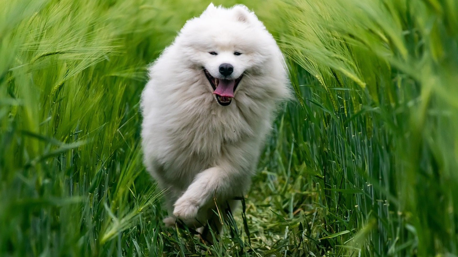 Samoyed Dog Breed