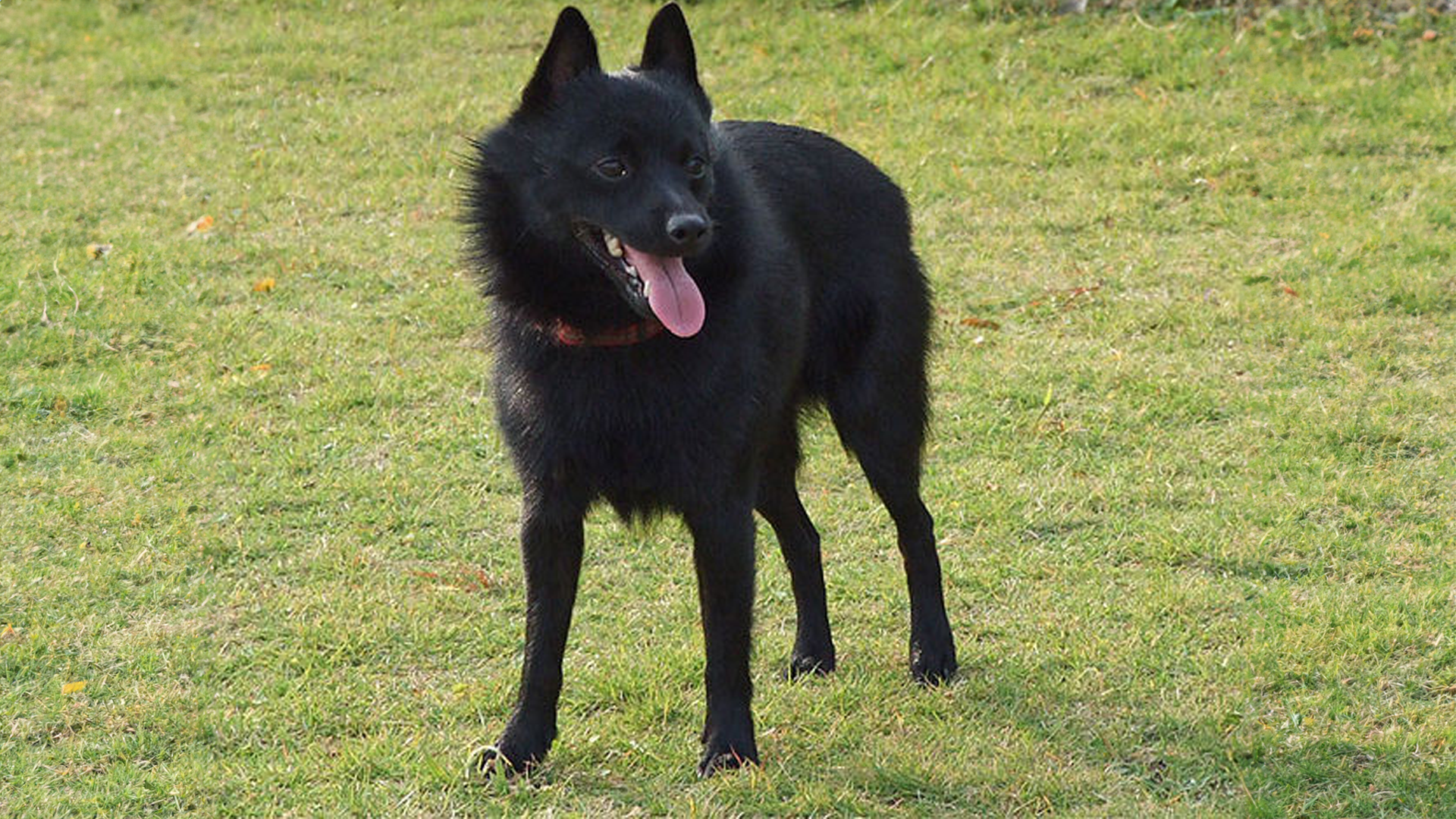 Schipperke Dog Breed