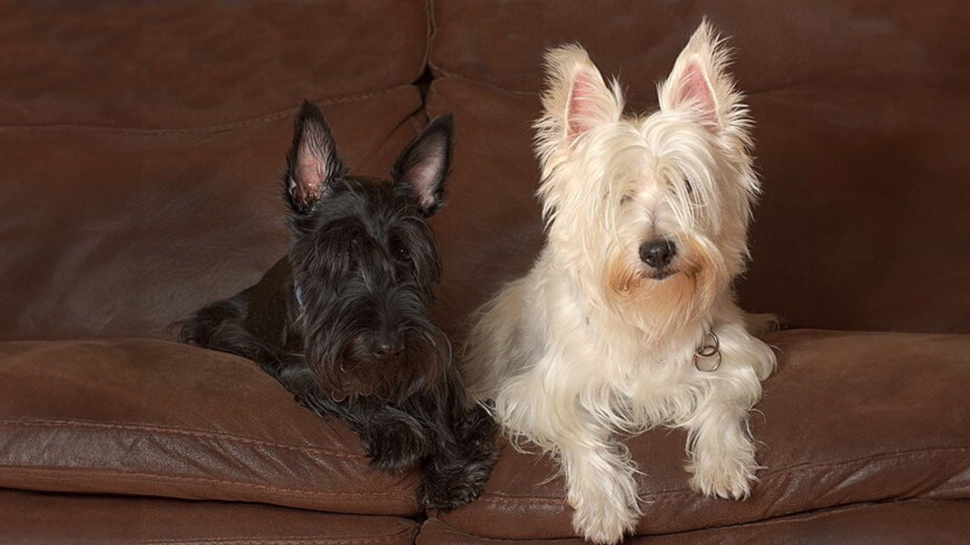 Scottish Terrier Dog Breed