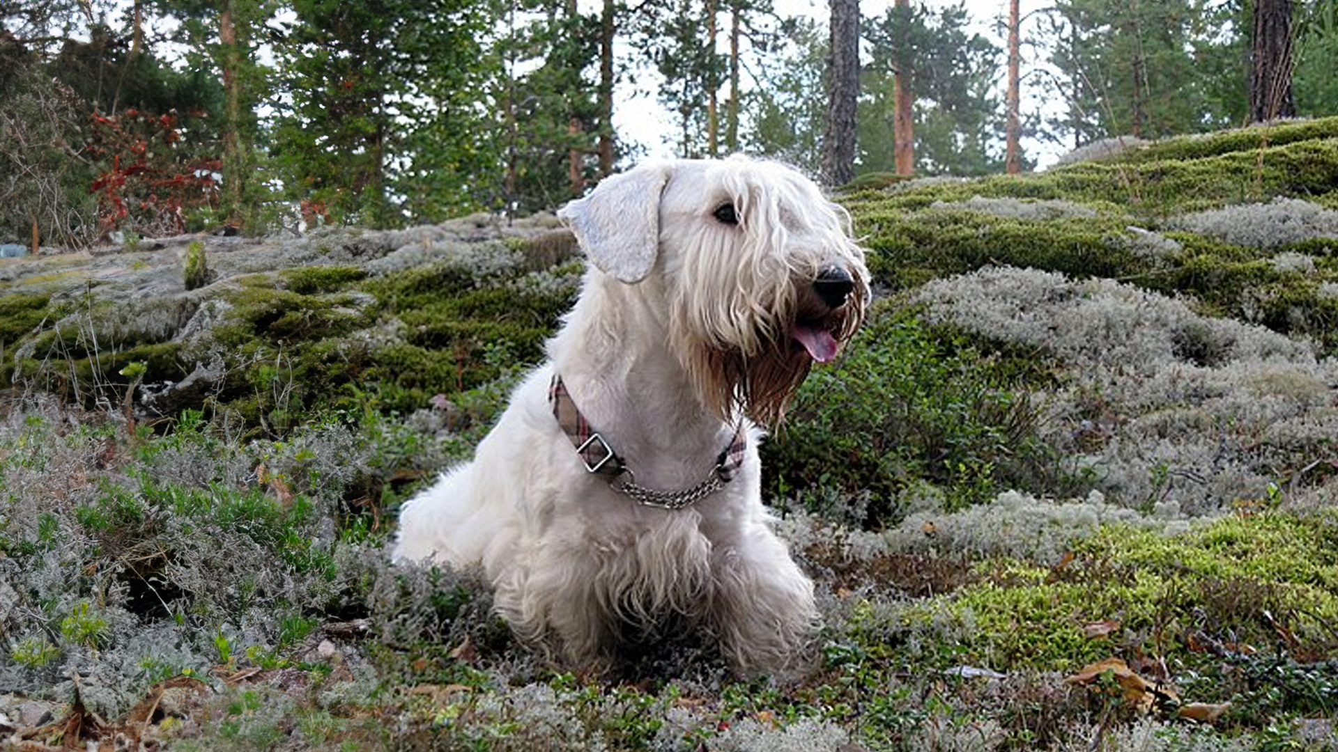 Sealyham Terrier Dog Breed