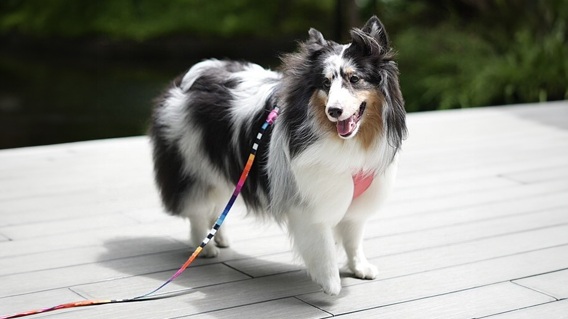 Shetland Sheepdog Dog Breed