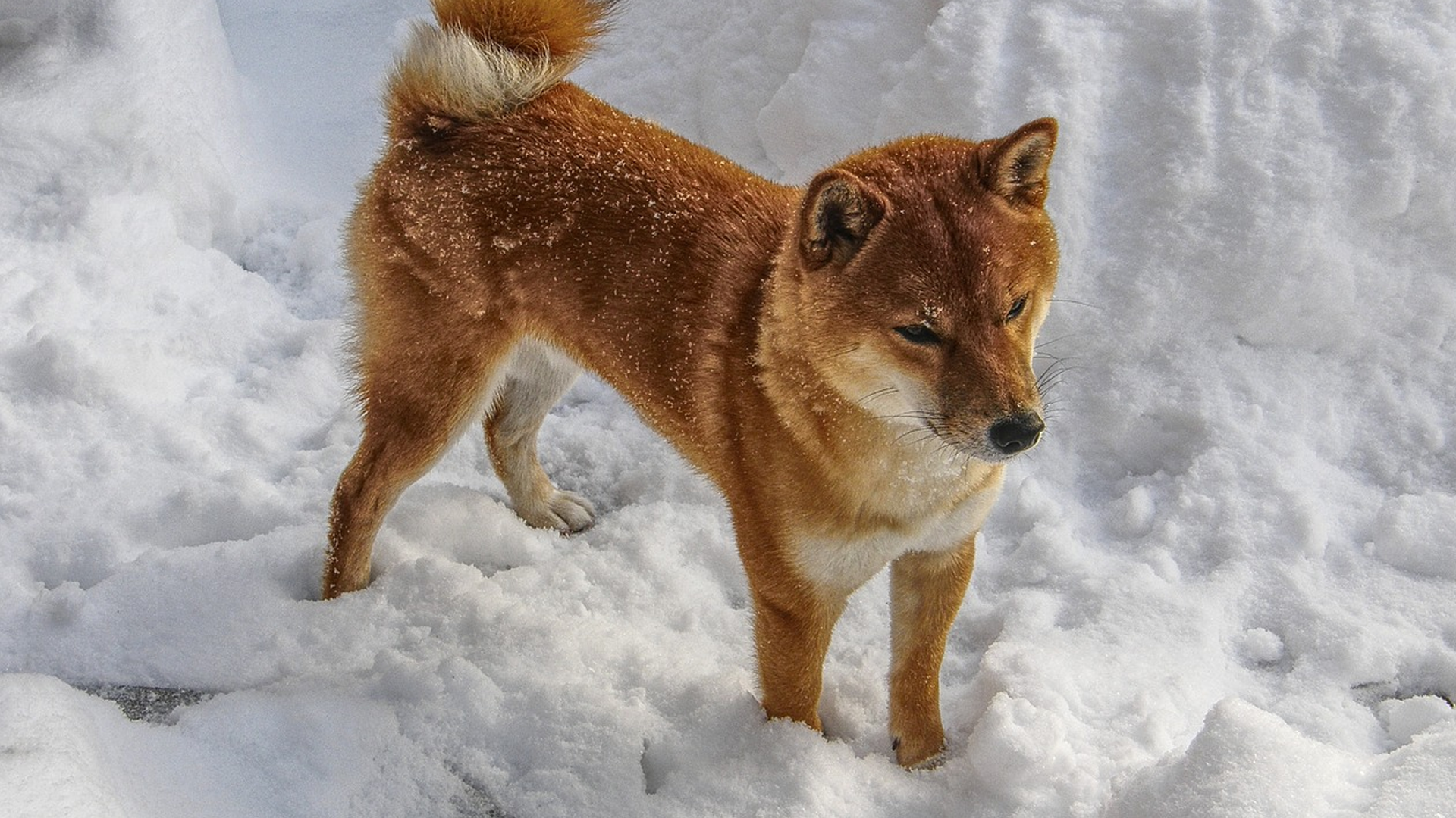 Shiba Inu Dog Breed