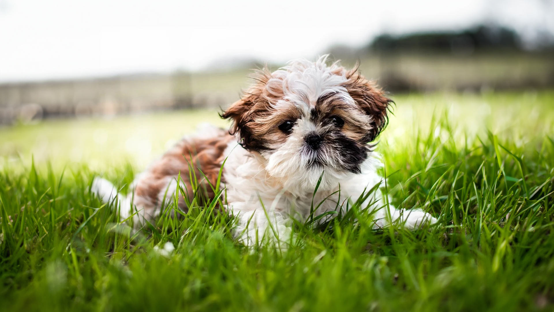 Shih Tzu Dog Breed