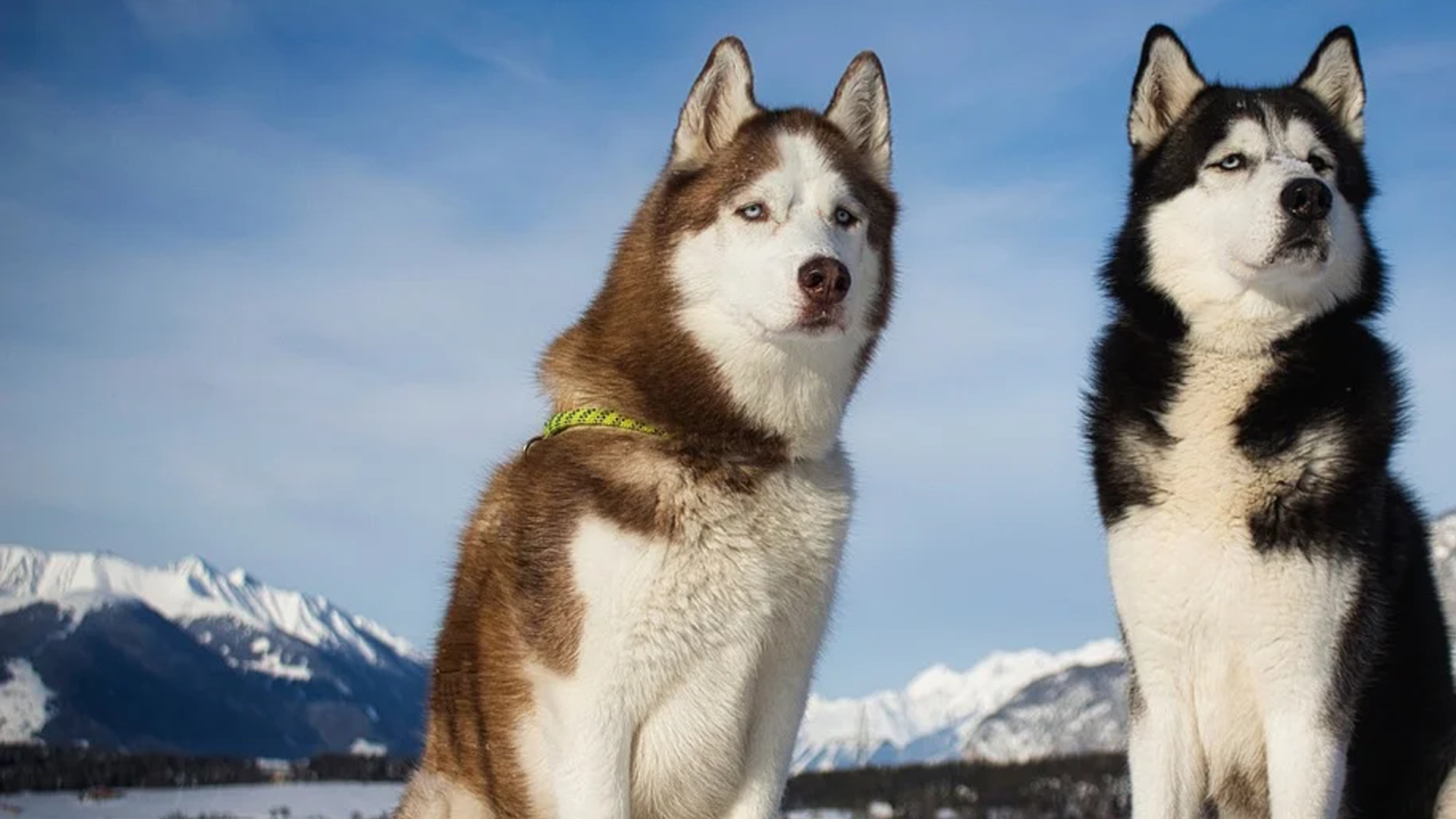 Siberian Husky Dog Breed