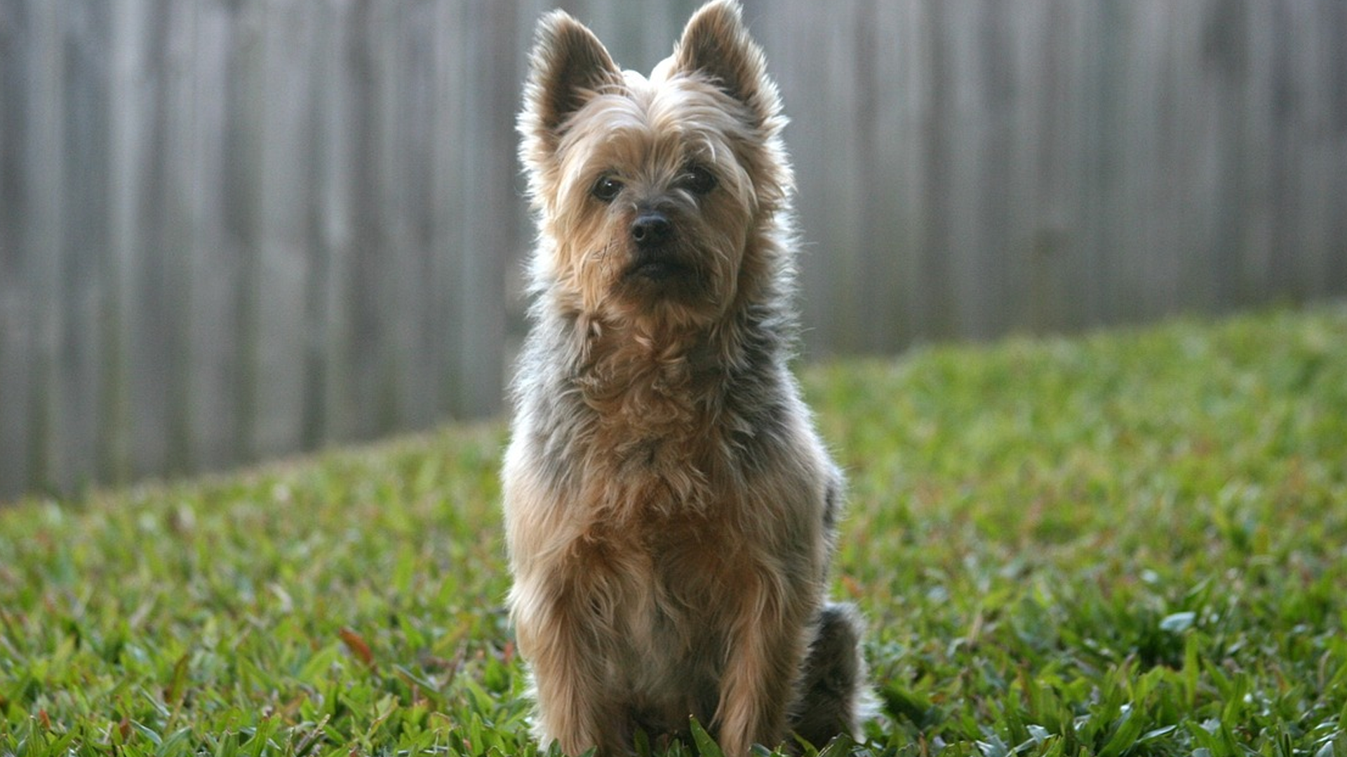 Silky Terrier Dog Breed