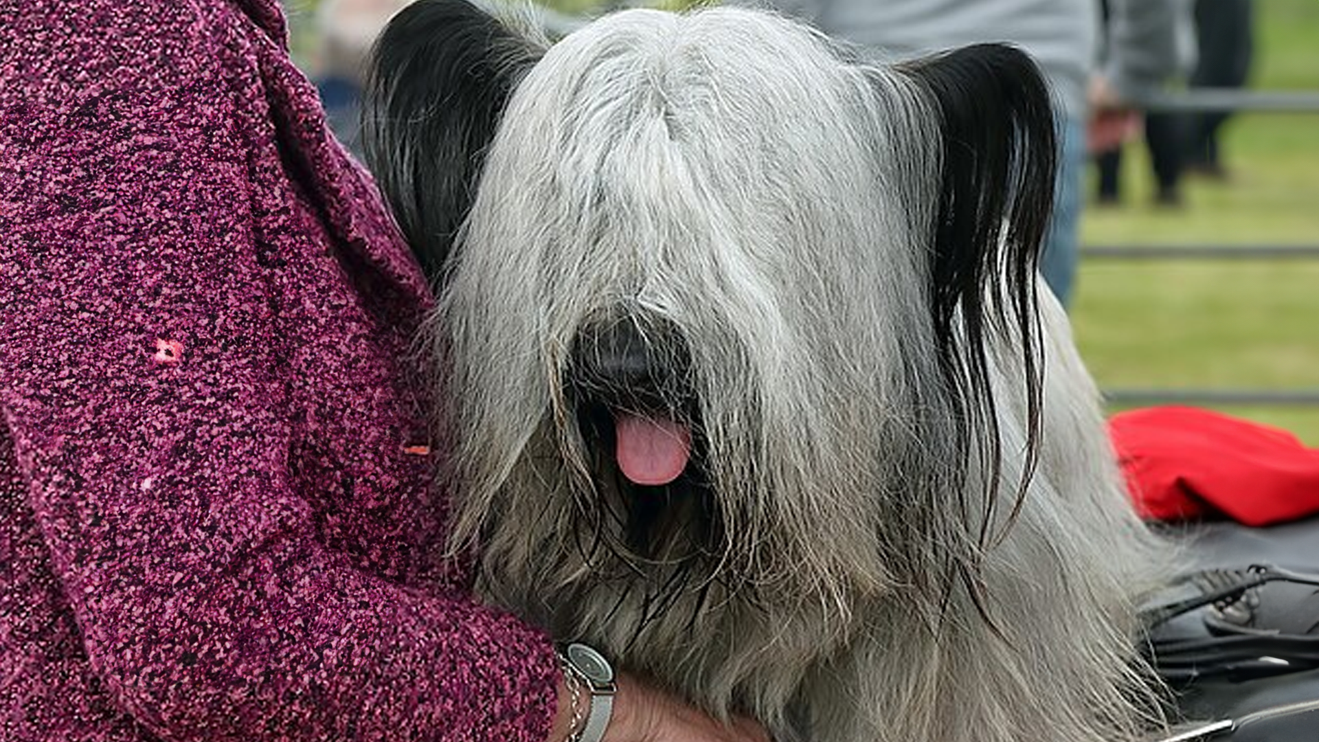 Skye Terrier Dog Breed