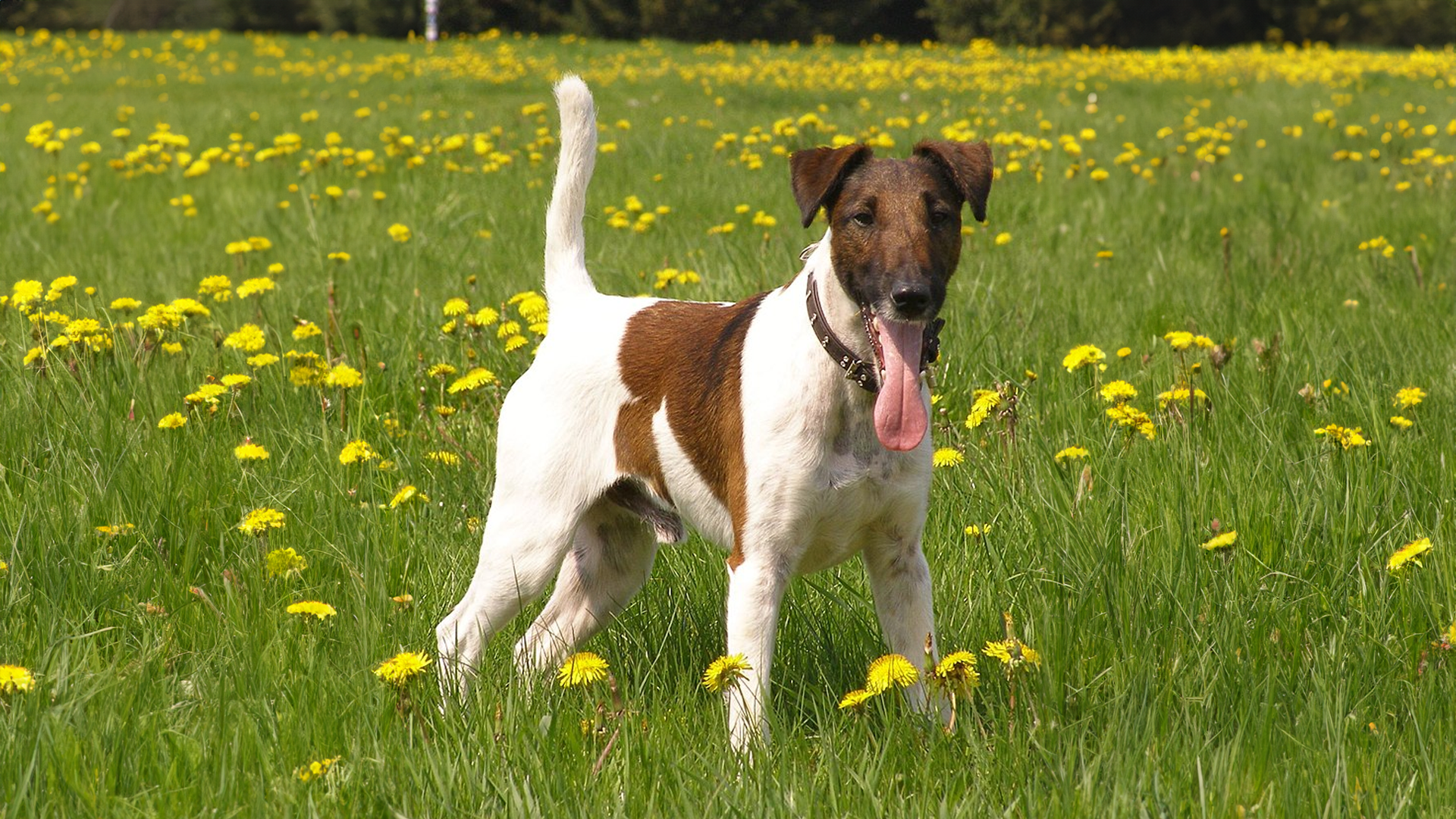 Smooth Fox Terrier Dog Breed