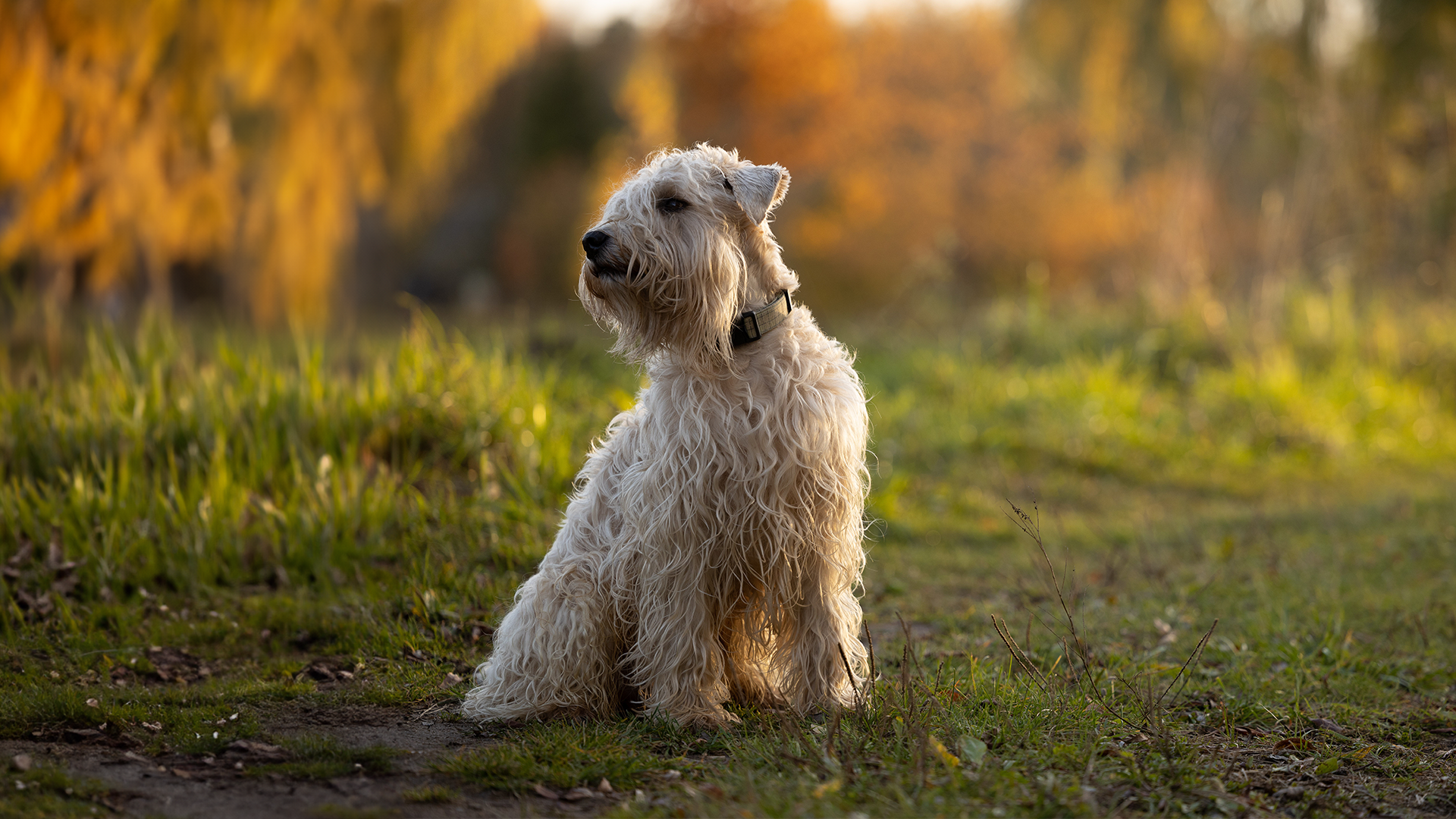 Soft Coated Wheaten Terrier Dog Breed