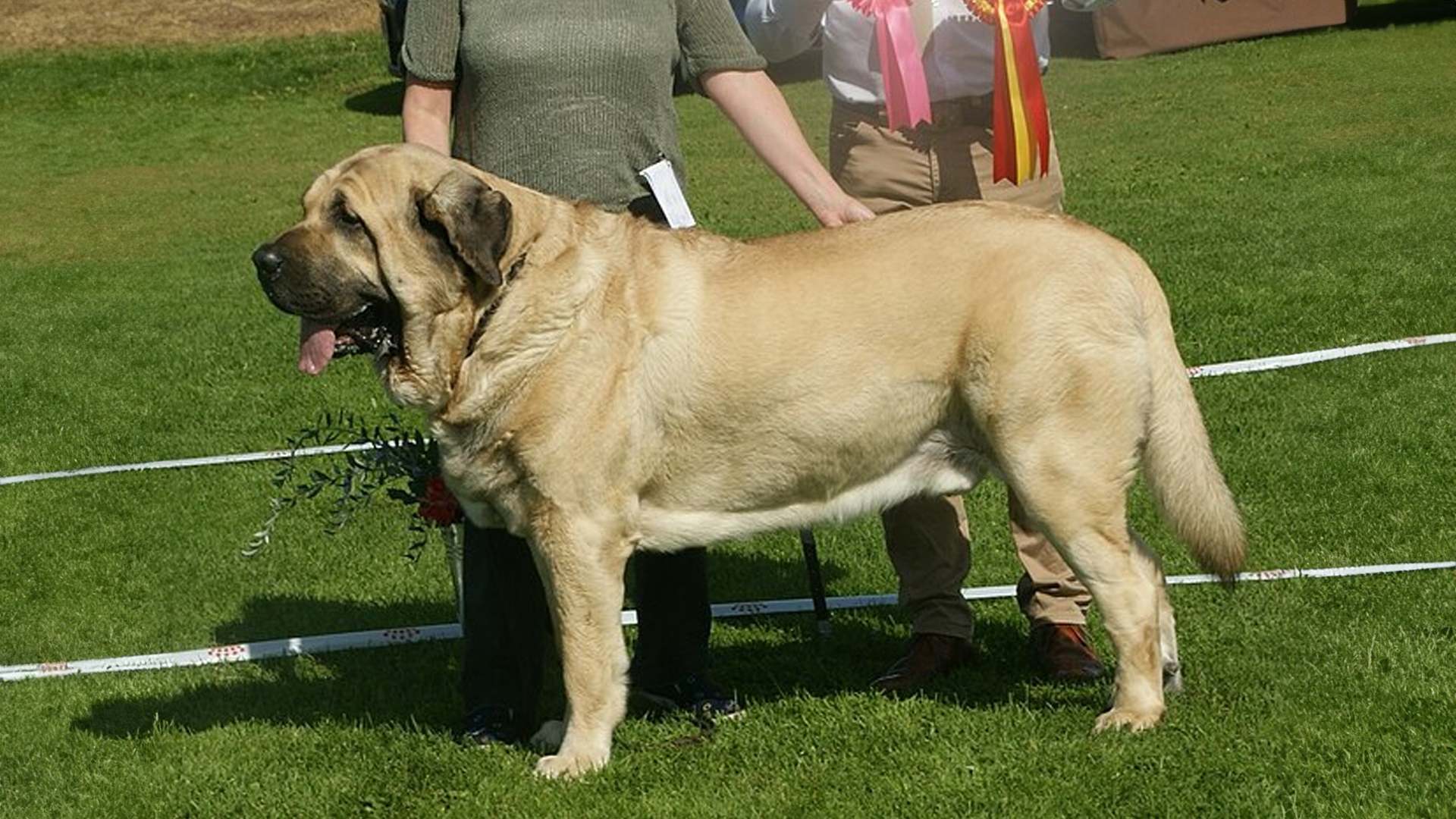 Spanish mastiff dog breed