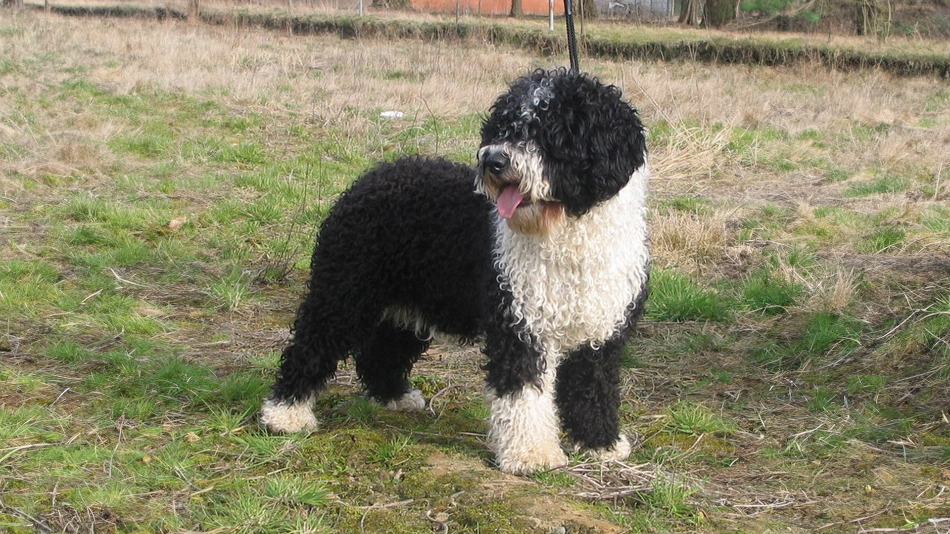 Spanish Water Dog Dog Breed