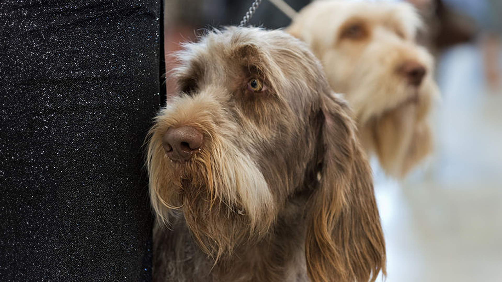 Spinone Italiano Dog Breed