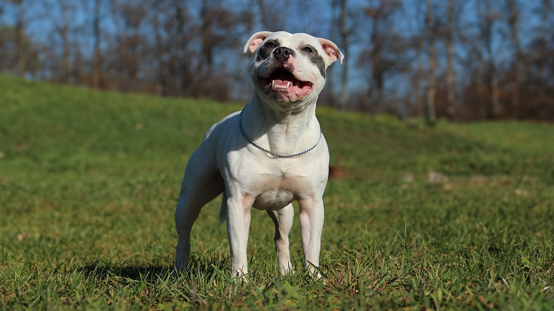 Staffordshire bull terrier dog breed