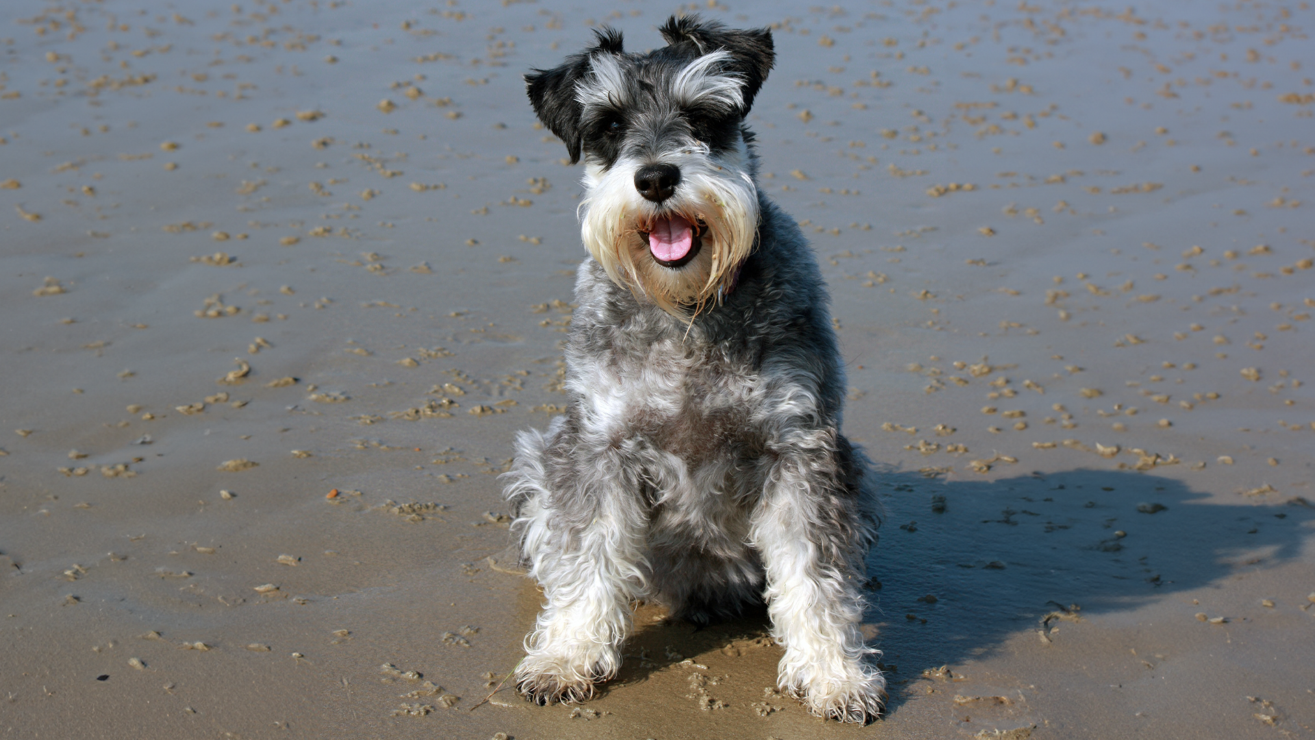 Standard Schnauzer Dog Breed