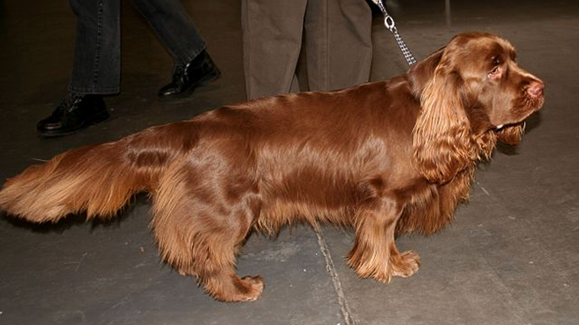 Sussex Spaniel Dog Breed