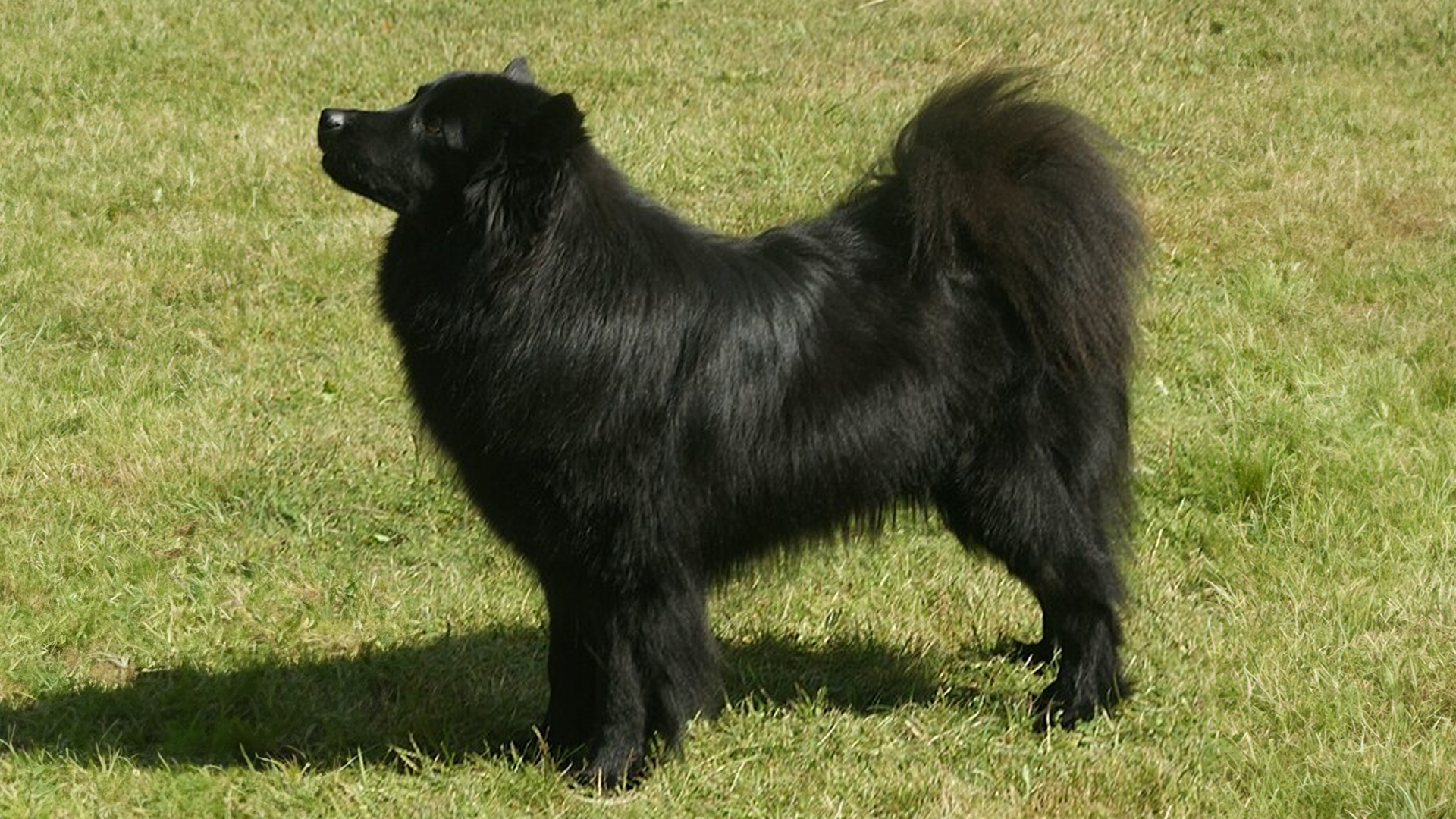 Swedish Lapphund Dog Breed