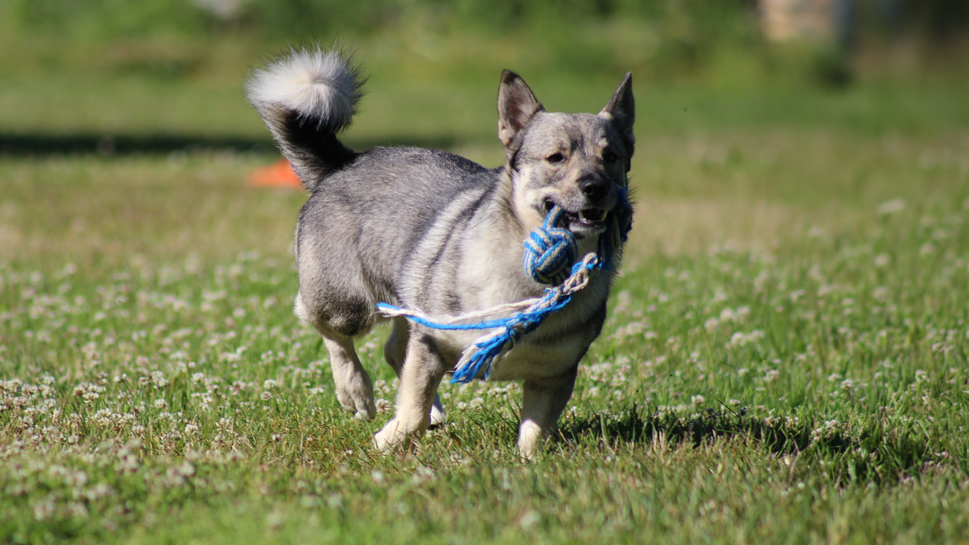 Swedish Vallhund Dog Breed