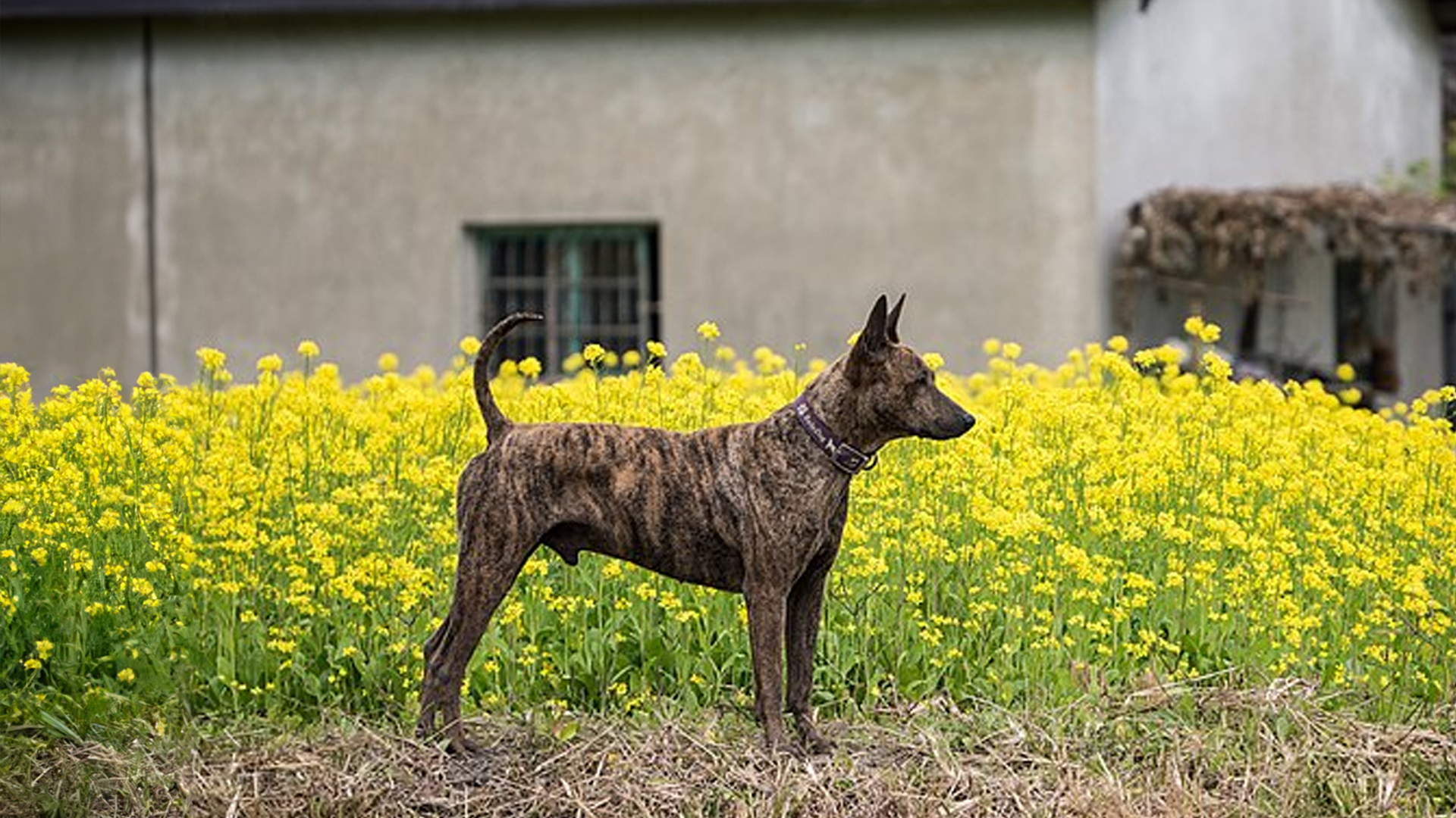 Taiwan Dog Dog Breed