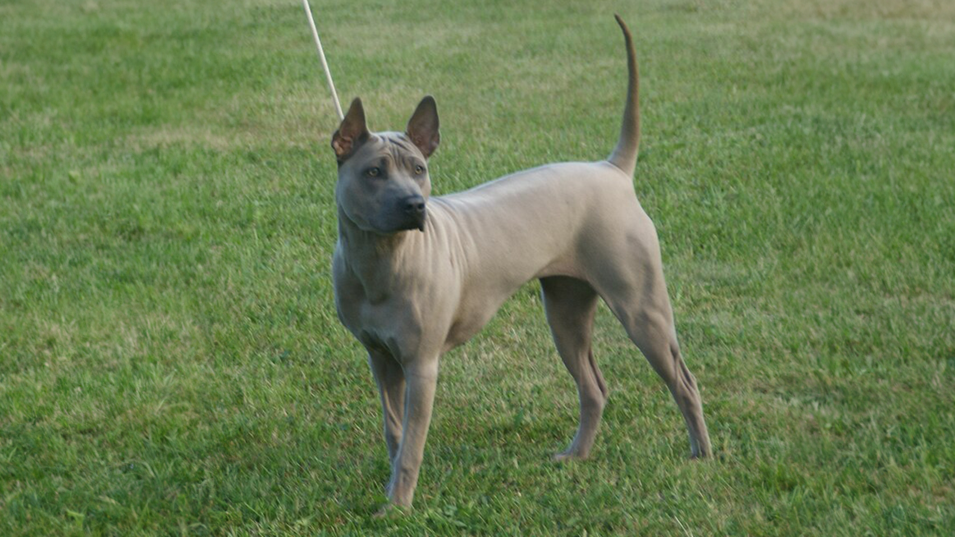 Thai Ridgeback Dog Breed