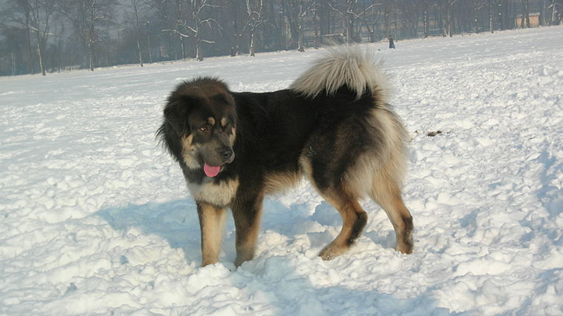 Tibetan Mastiff Dog Breed