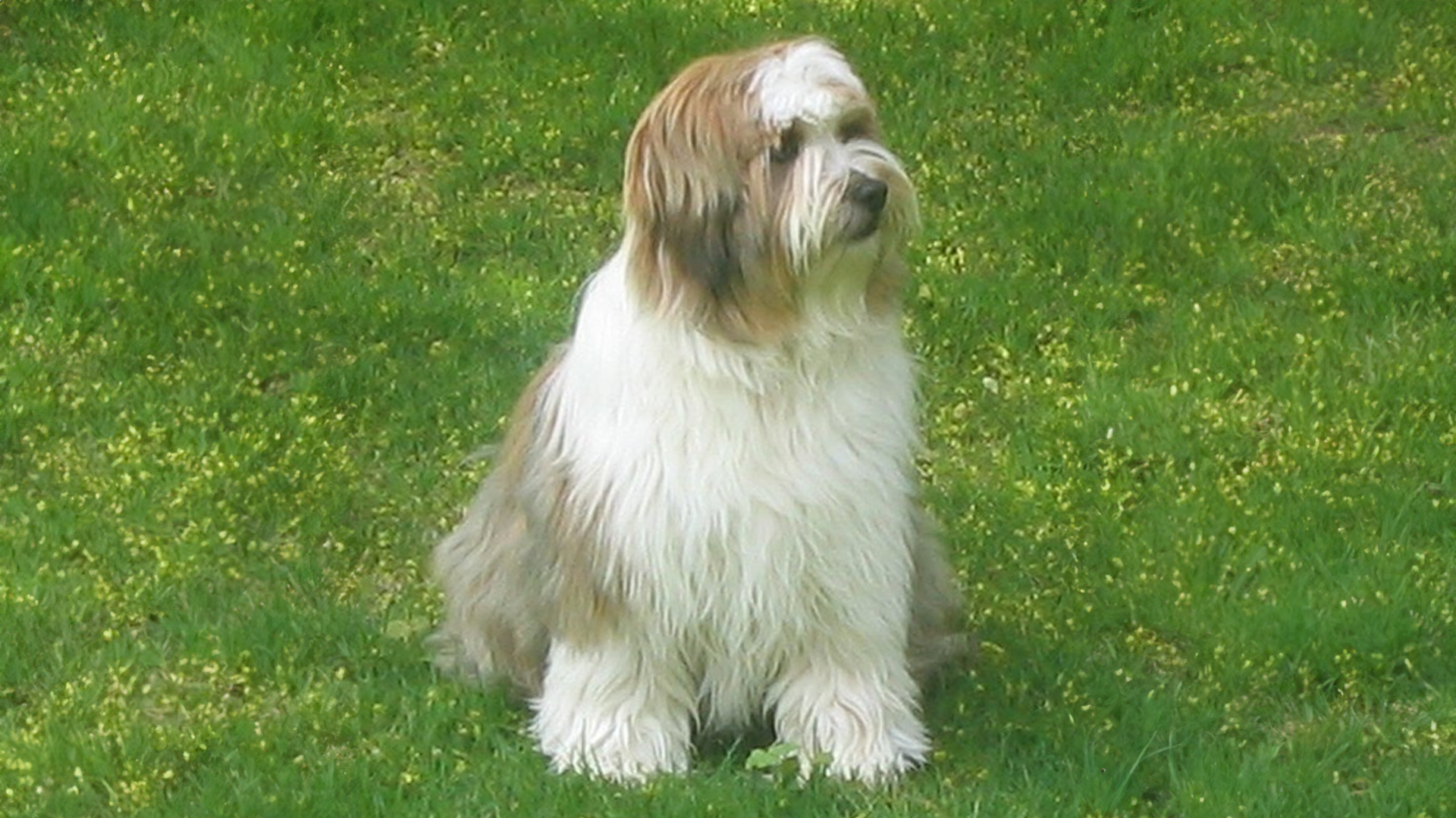 Tibetan Terrier Dog Breed