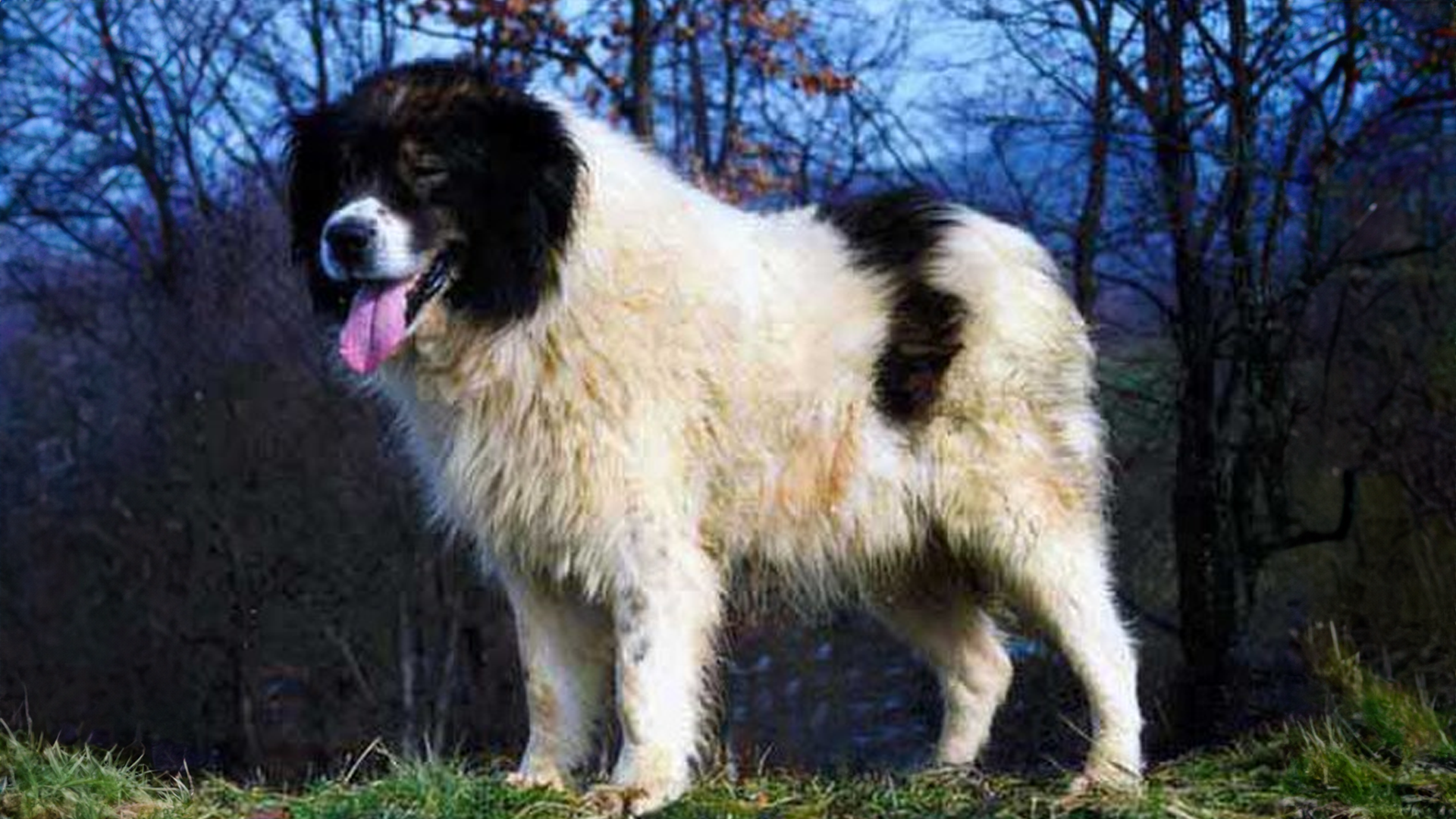 Tornjak Dog Breed