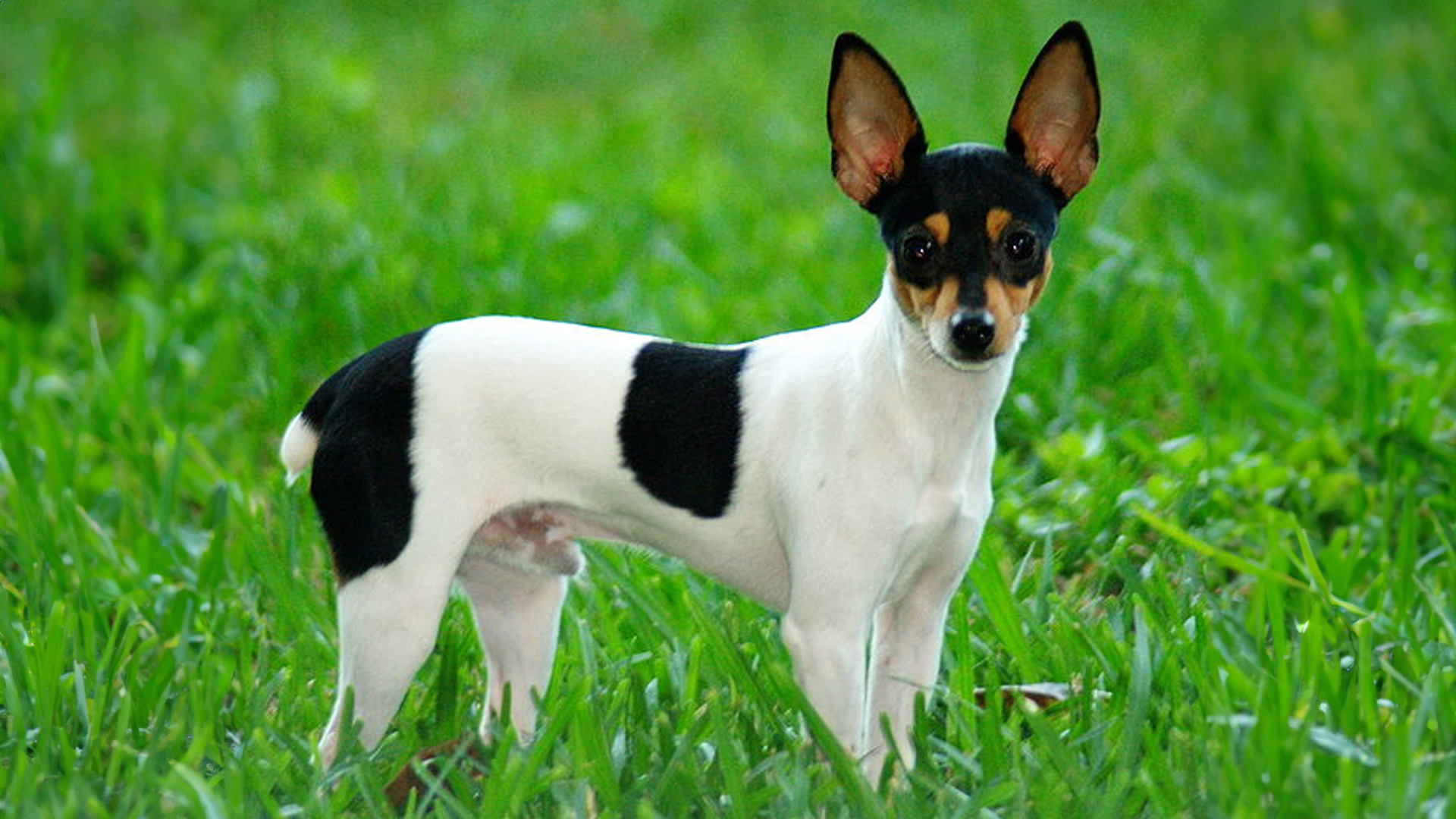 Toy Fox Terrier Dog Breed