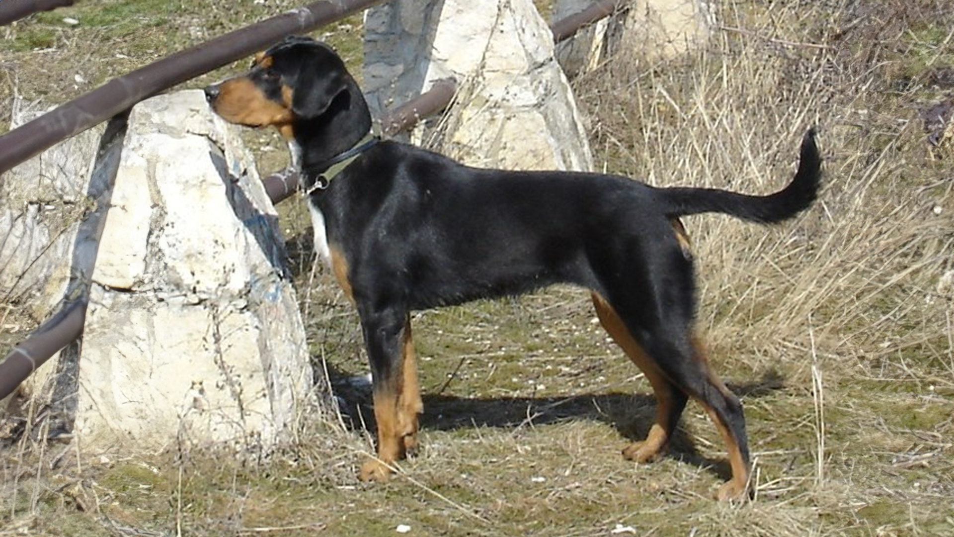 Transylvanian Hound Dog Breed