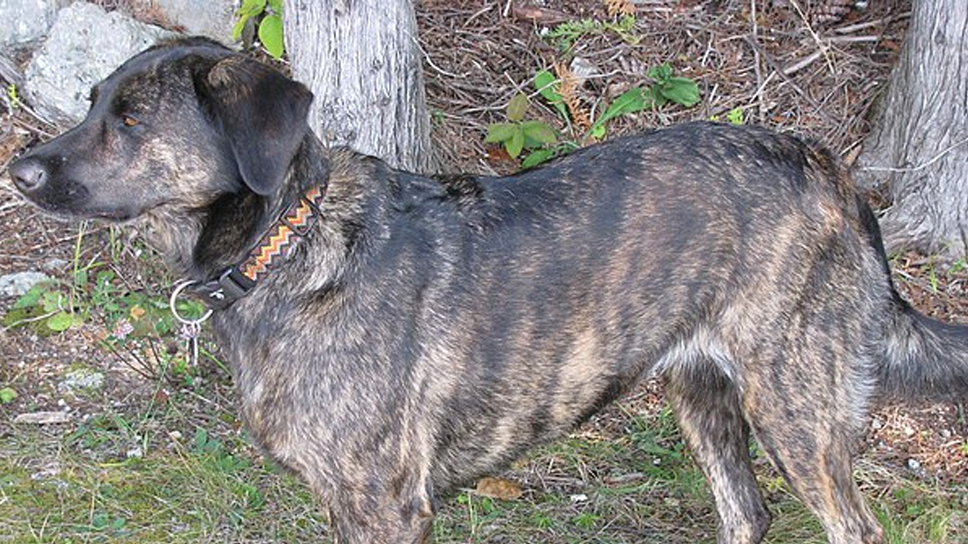 Treeing Tennessee Brindle Dog Breed