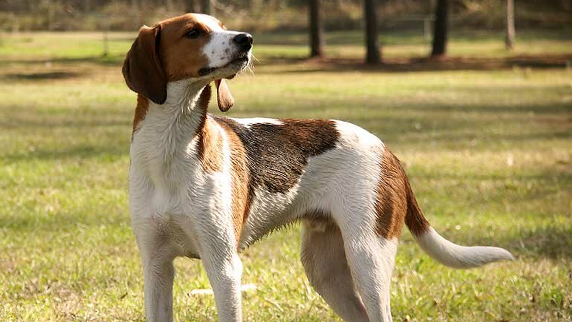 Treeing Walker Coonhound Dog Breed