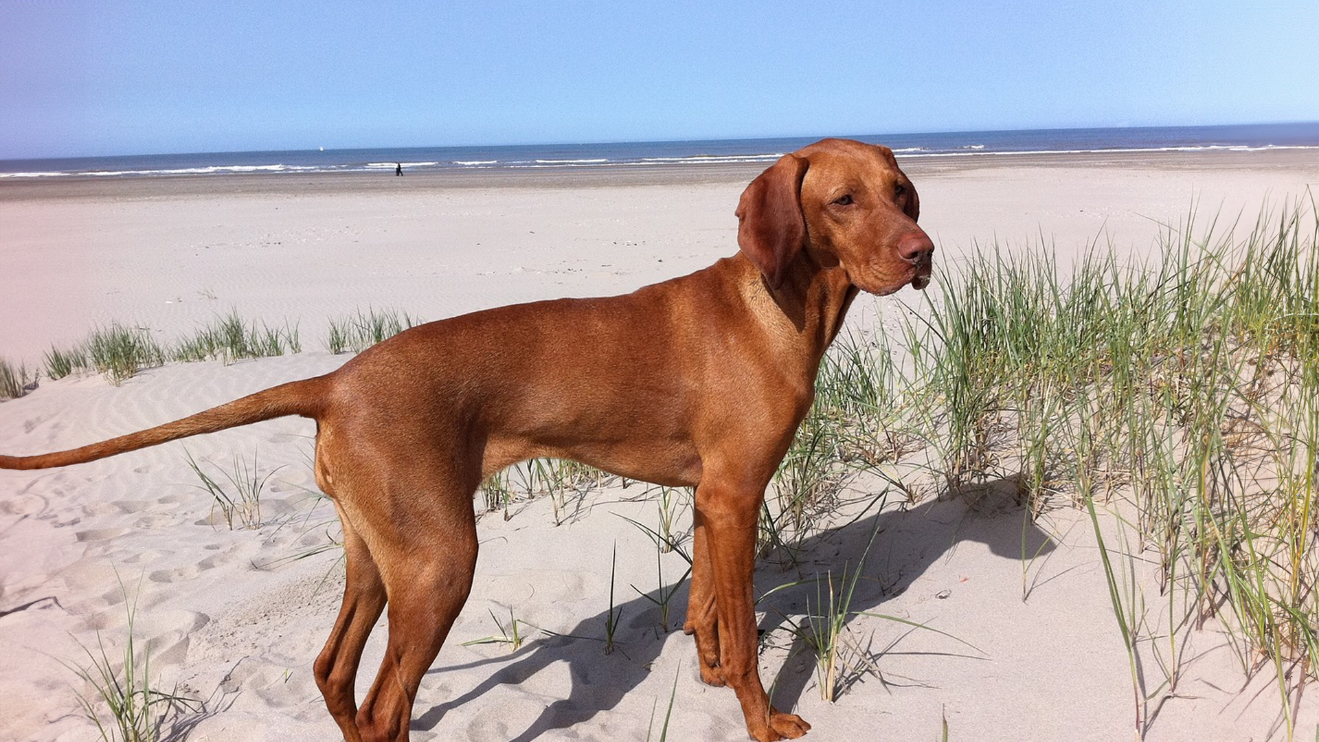 Vizsla Dog Breed