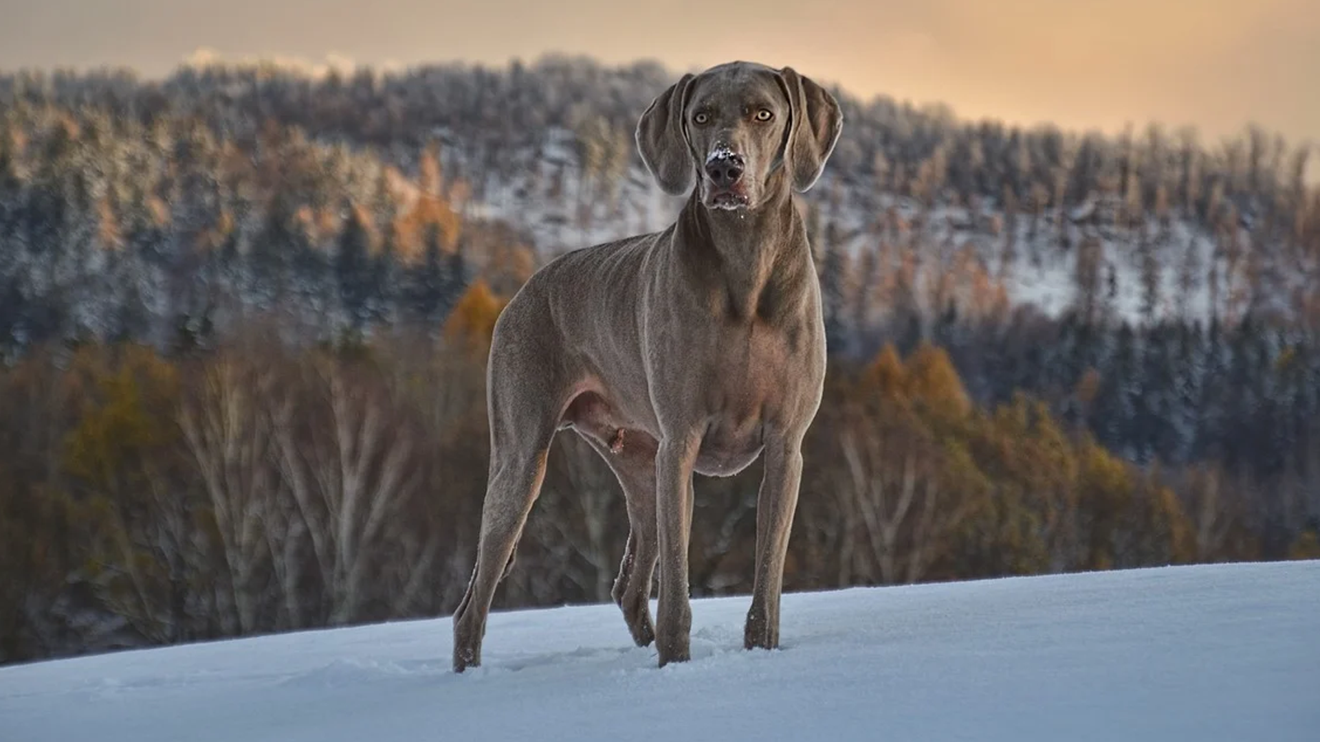 Weimaraner Dog Breed