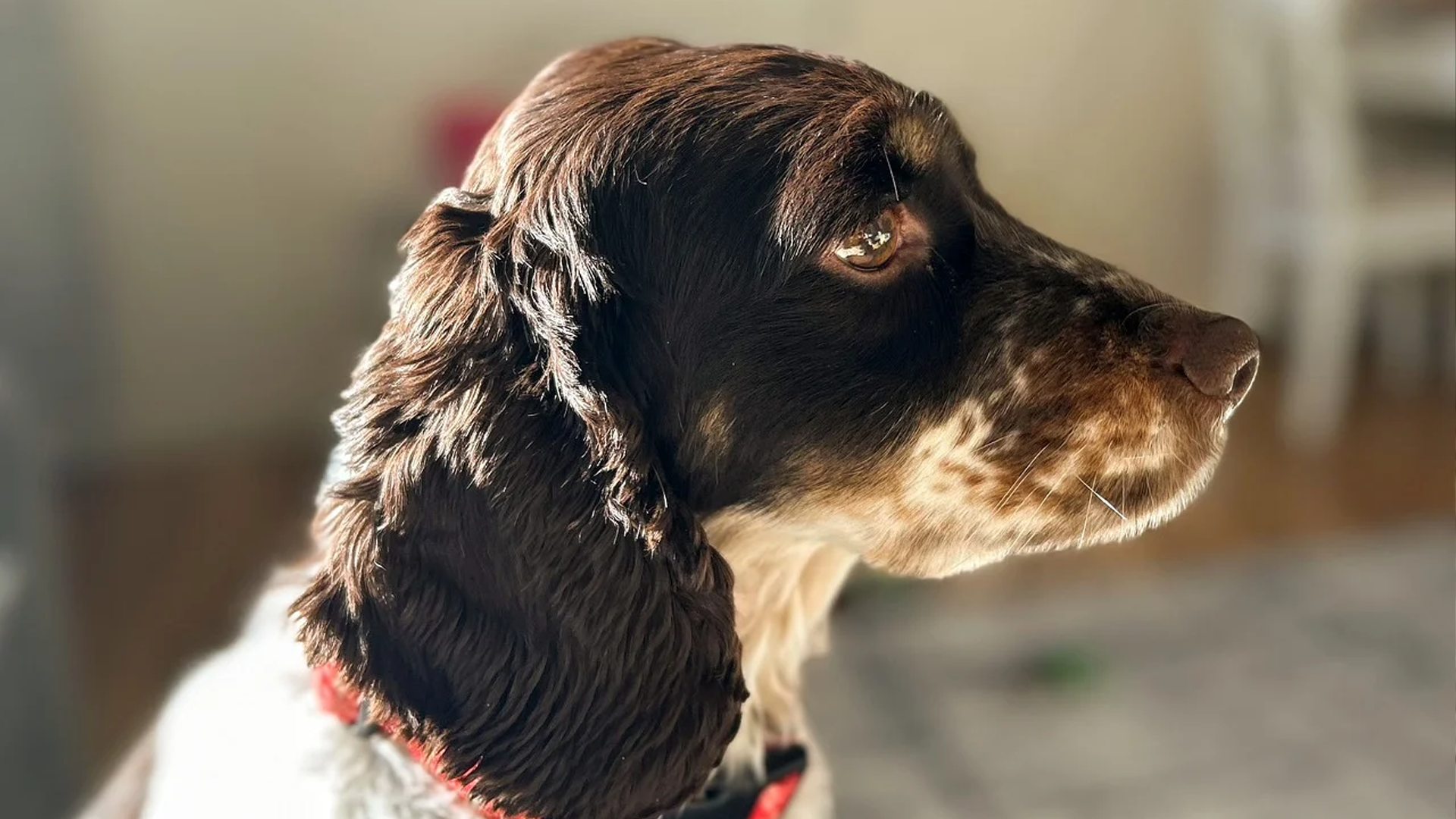 Welsh Springer Spaniel Dog Breed