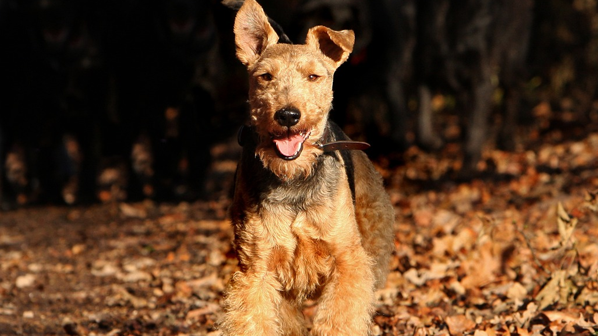 Welsh Terrier Dog Breed