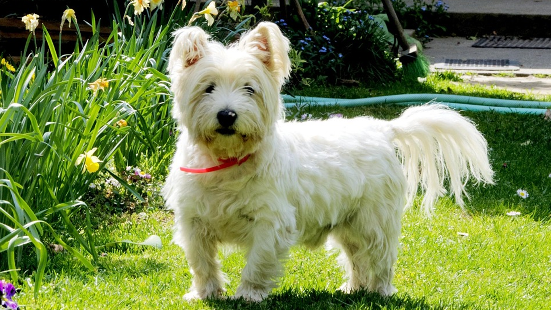 West Highland White Terrier Dog Breed