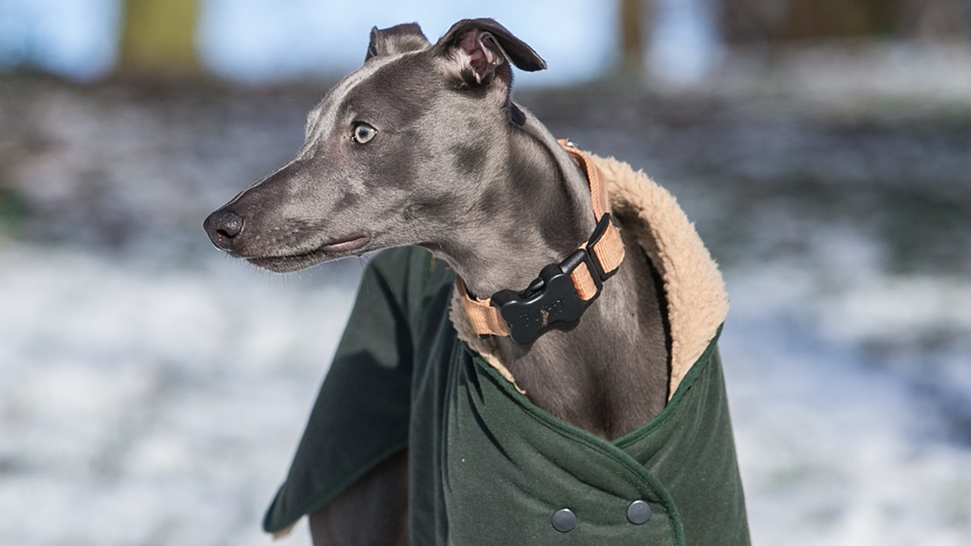 Whippet dog breed