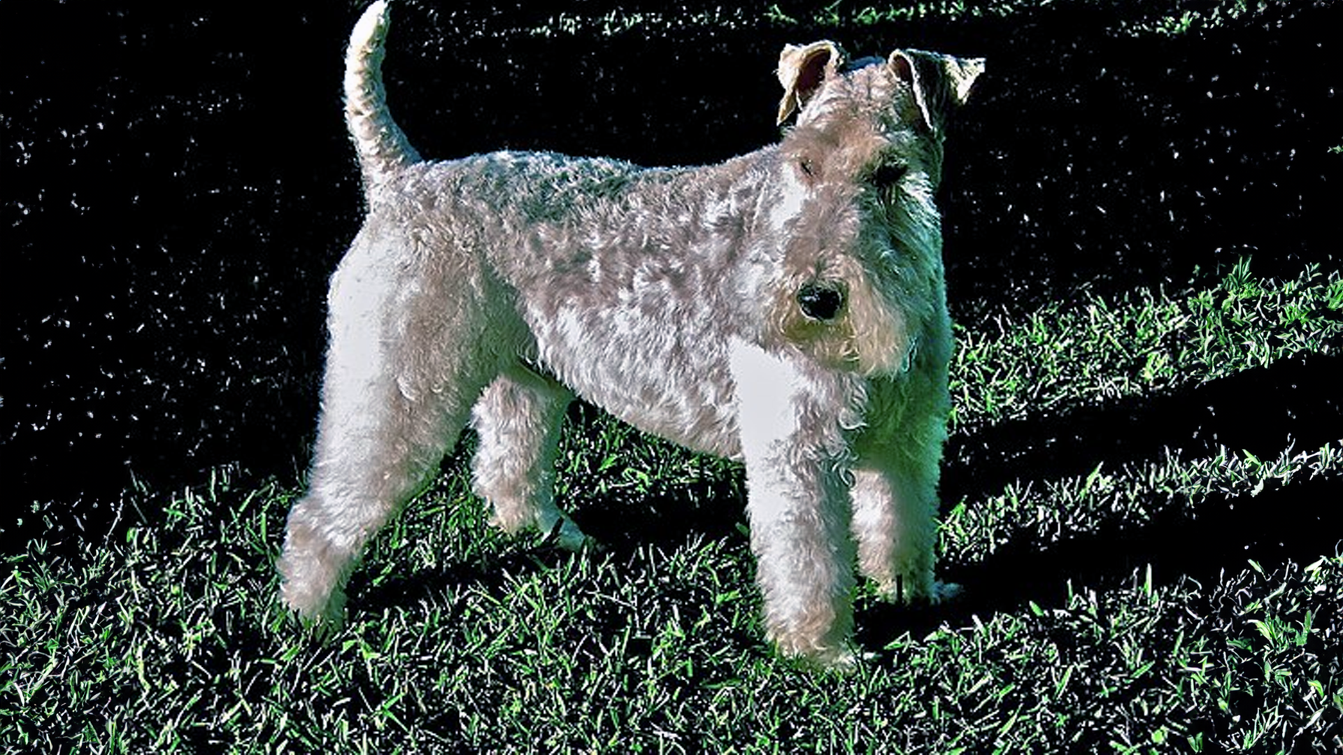 Wire Fox Terrier Dog Breed