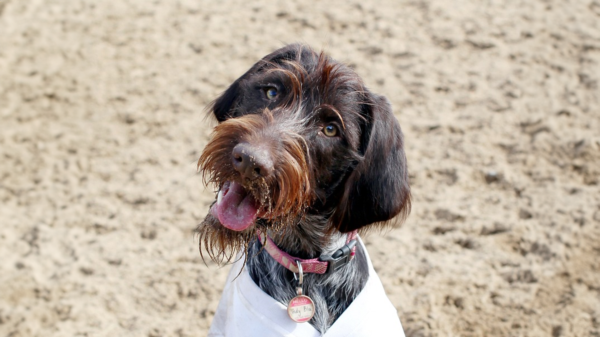 Wirehaired pointing griffon dog breed