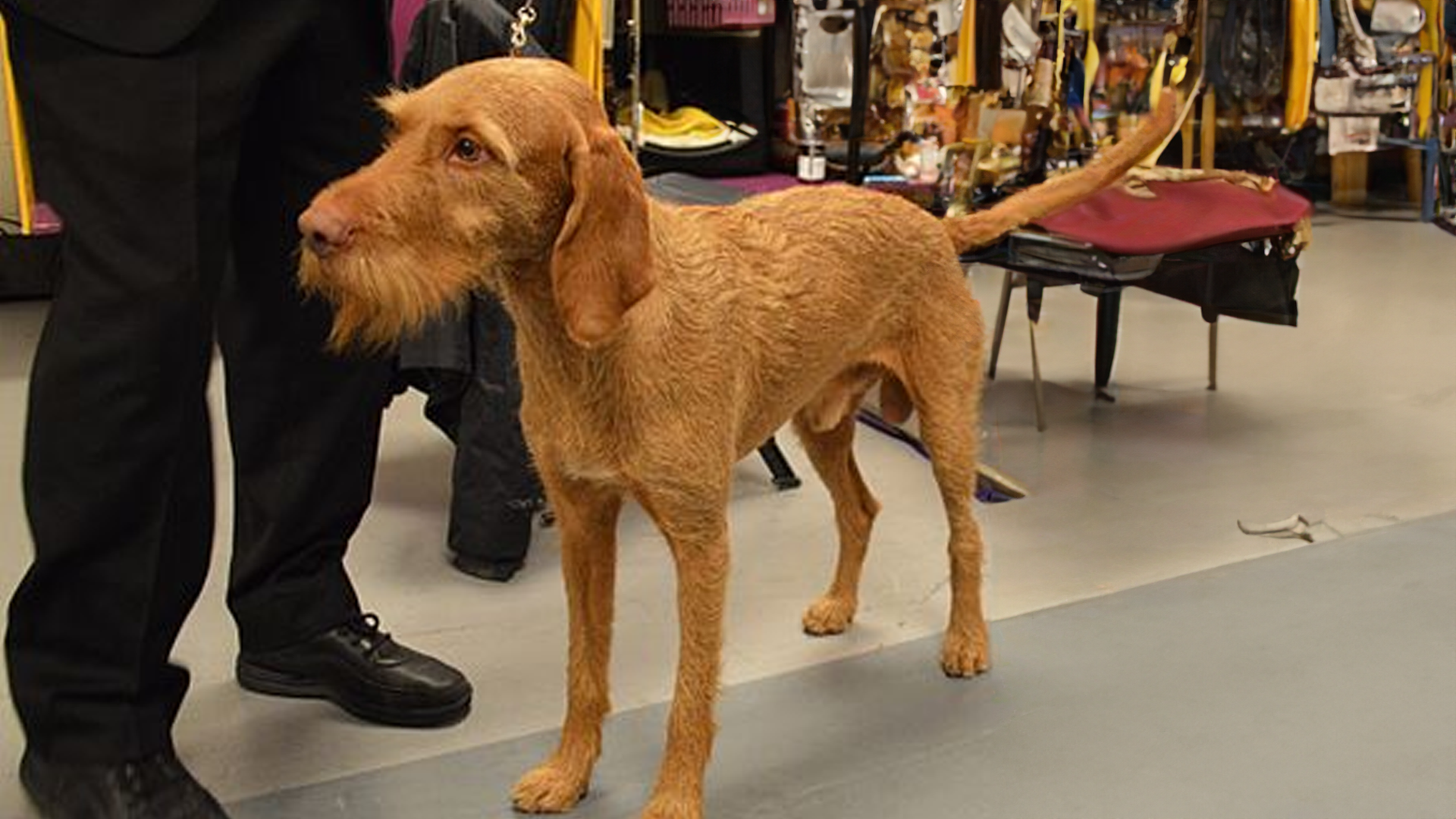 Wirehaired Vizsla Dog Breed