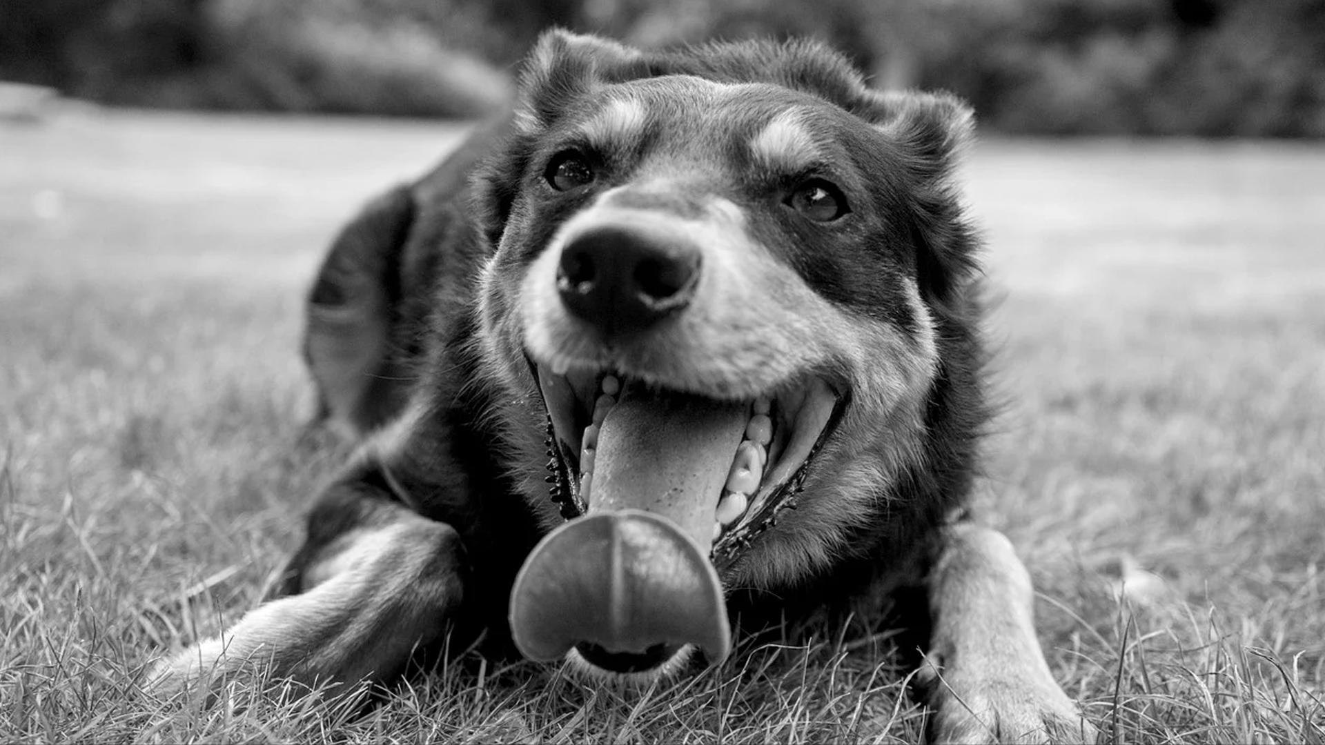 Working Kelpie Dog Breed