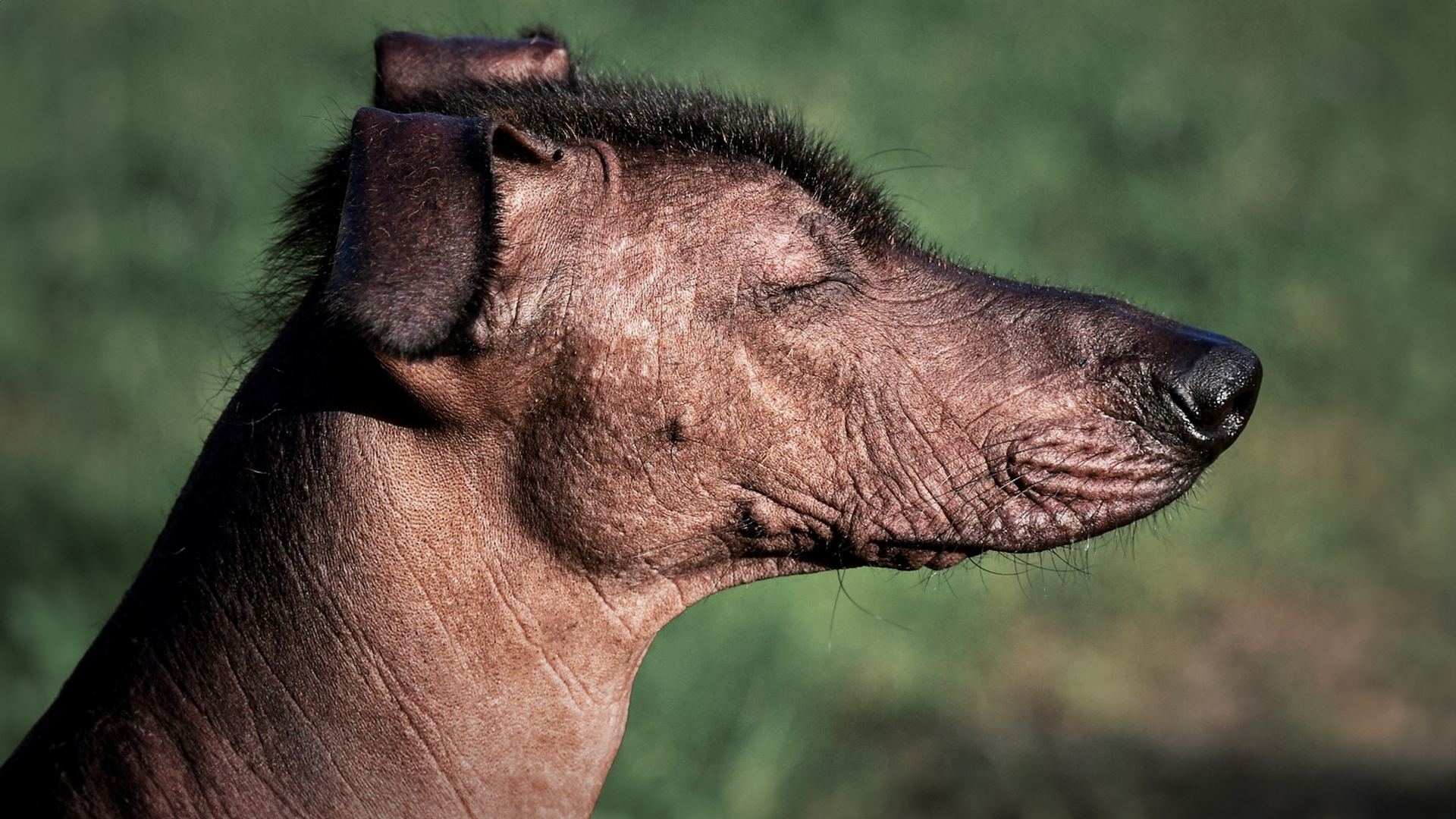 Xoloitzcuintli Dog Breed