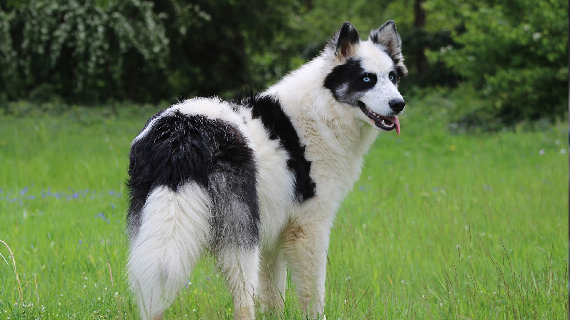 Yakutian laika dog breed